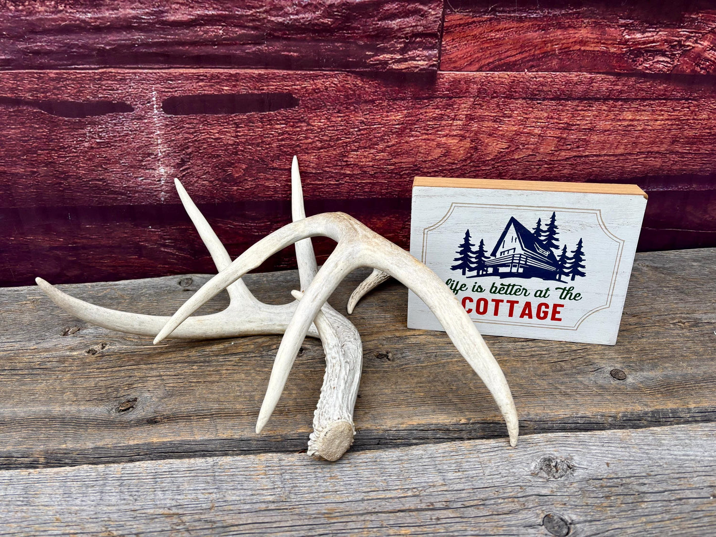Deer Antlers - Medium Sized White-tailed Deer Matching set. Canadian Buck. Crafting and Decor Antlers