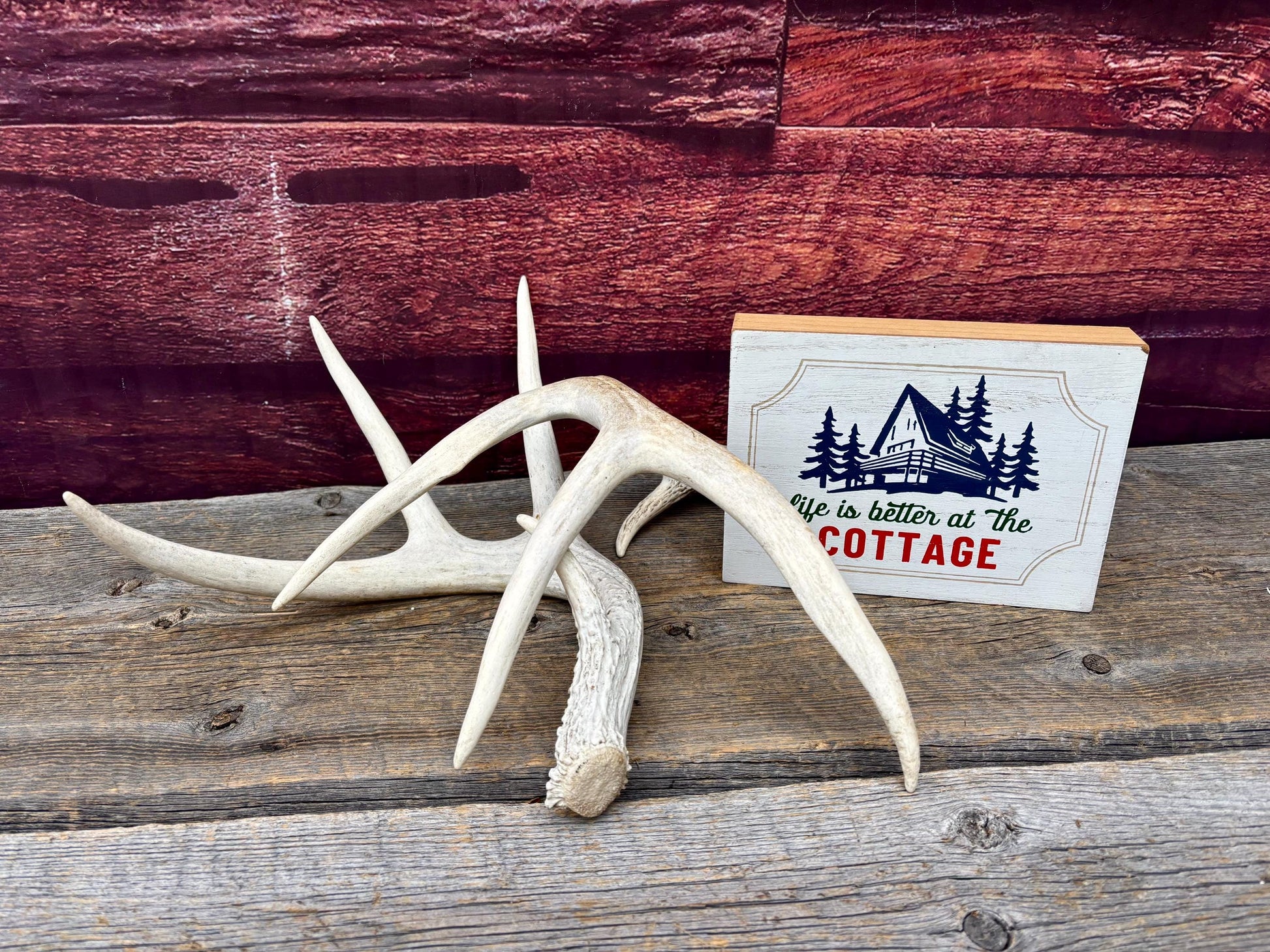 Deer Antlers - Medium Sized White-tailed Deer Matching set. Canadian Buck. Crafting and Decor Antlers