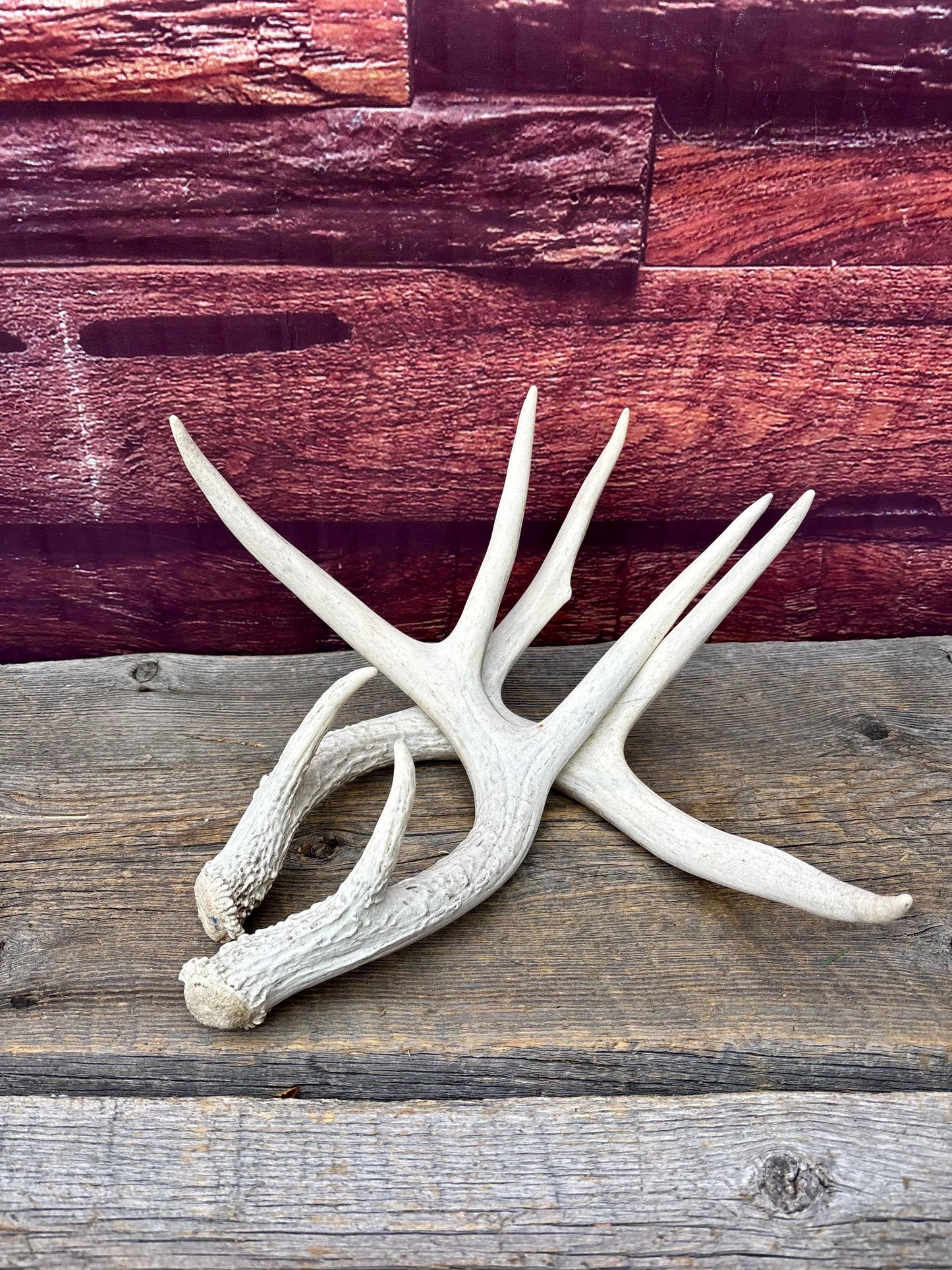 Deer Antlers - Medium Sized White-tailed Deer Matching set. Canadian Buck. Crafting and Decor Antlers