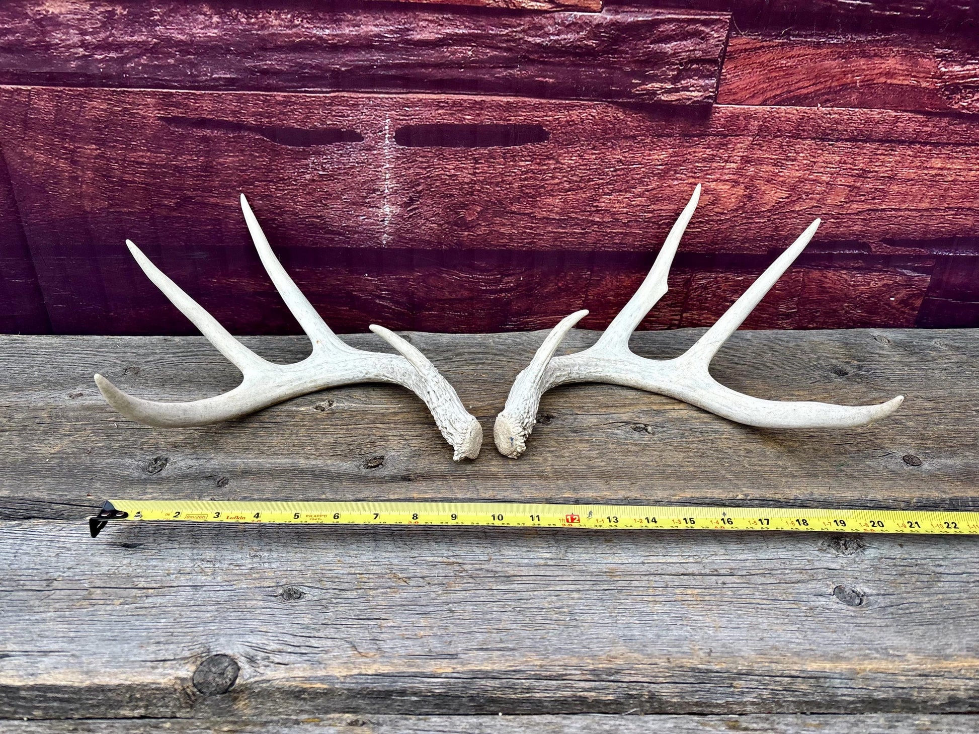Deer Antlers - Medium Sized White-tailed Deer Matching set. Canadian Buck. Crafting and Decor Antlers