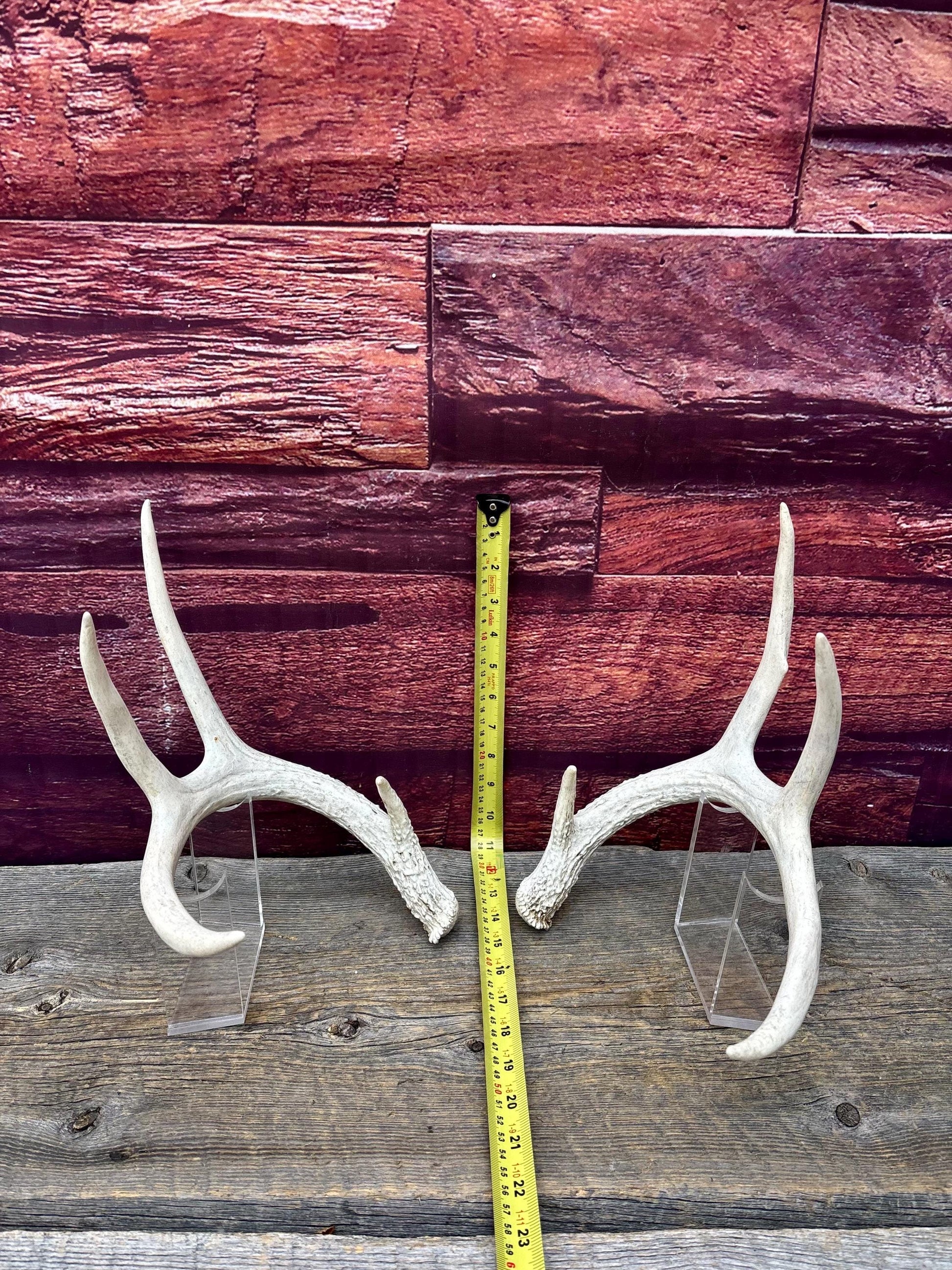 Deer Antlers - Medium Sized White-tailed Deer Matching set. Canadian Buck. Crafting and Decor Antlers