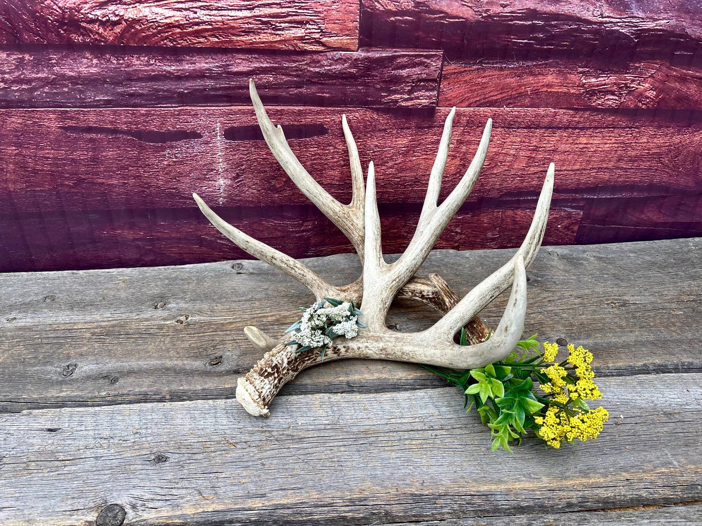 Deer Antlers - Large Mule Deer Matching set. Canadian Buck. Crafting and Decor Antlers