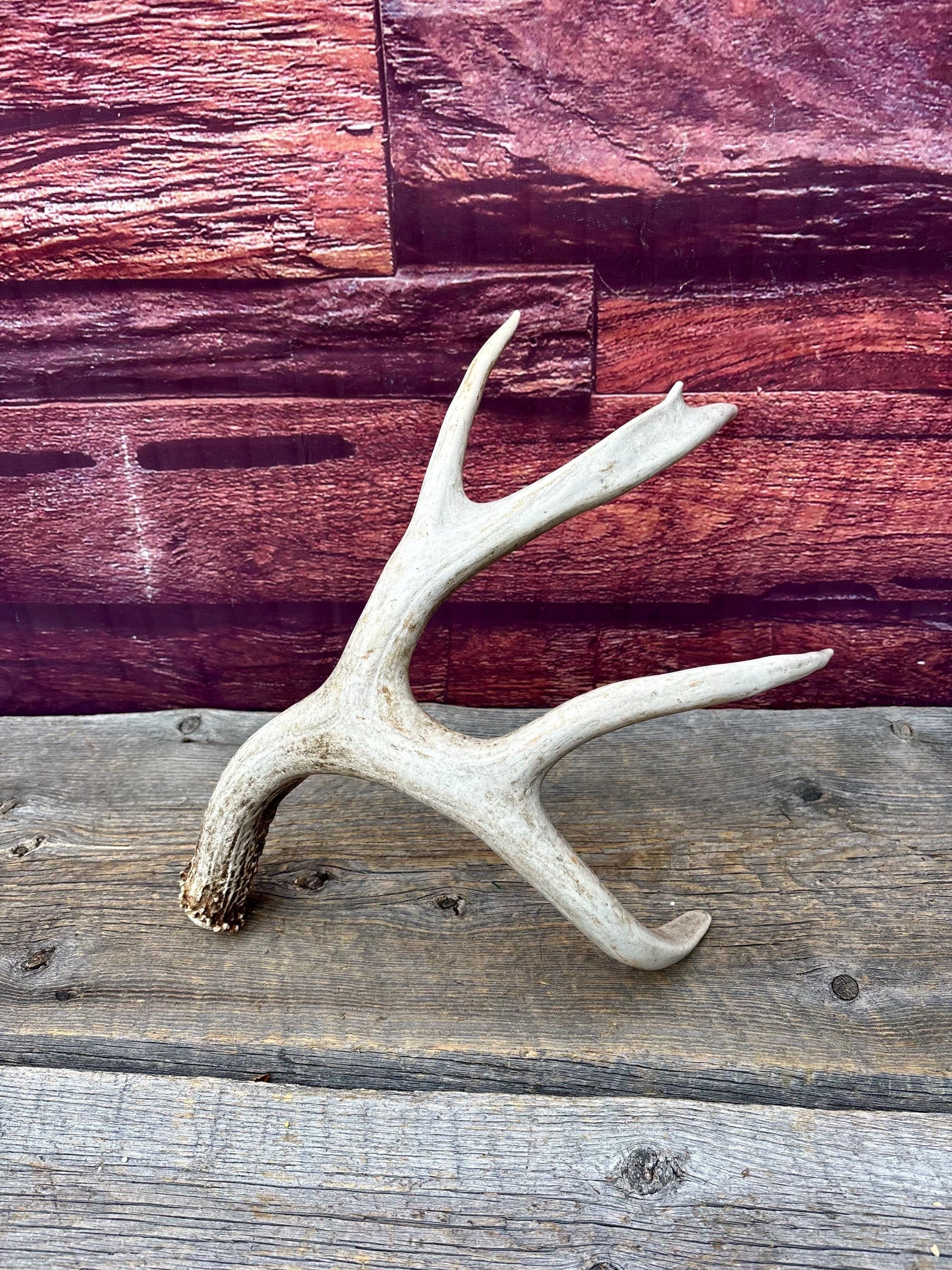 Deer Antlers - Large Mule Deer Matching set. Canadian Buck. Crafting and Decor Antlers