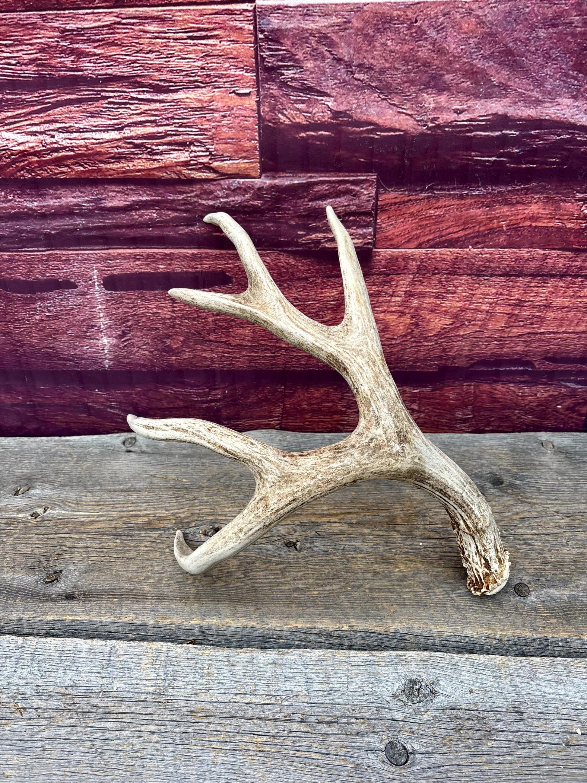 Deer Antlers - Large Mule Deer Matching set. Canadian Buck. Crafting and Decor Antlers