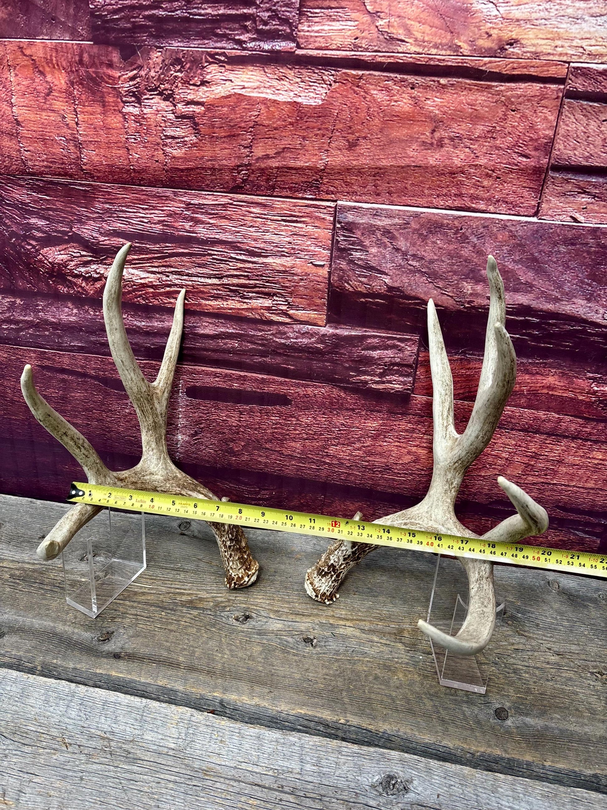 Deer Antlers - Large Mule Deer Matching set. Canadian Buck. Crafting and Decor Antlers