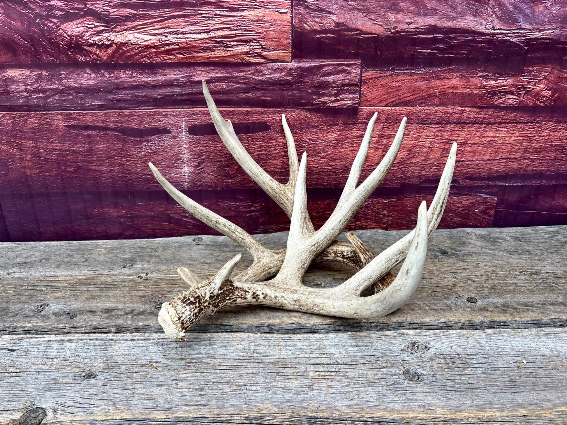 Deer Antlers - Large Mule Deer Matching set. Canadian Buck. Crafting and Decor Antlers