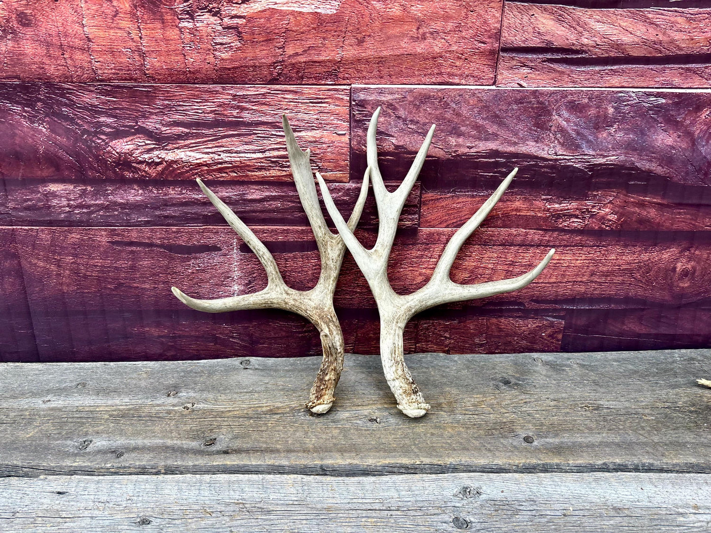 Deer Antlers - Large Mule Deer Matching set. Canadian Buck. Crafting and Decor Antlers