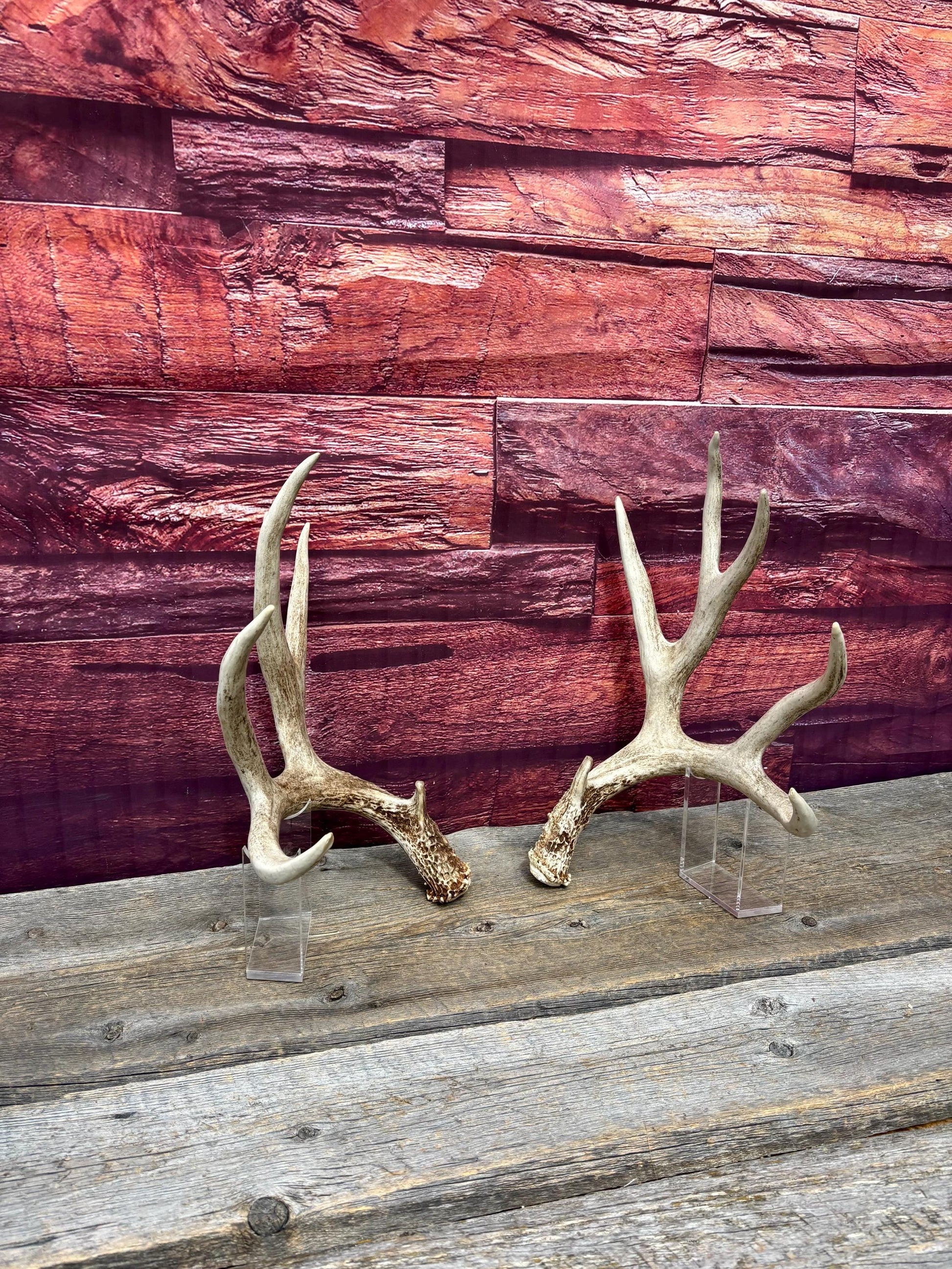 Deer Antlers - Large Mule Deer Matching set. Canadian Buck. Crafting and Decor Antlers