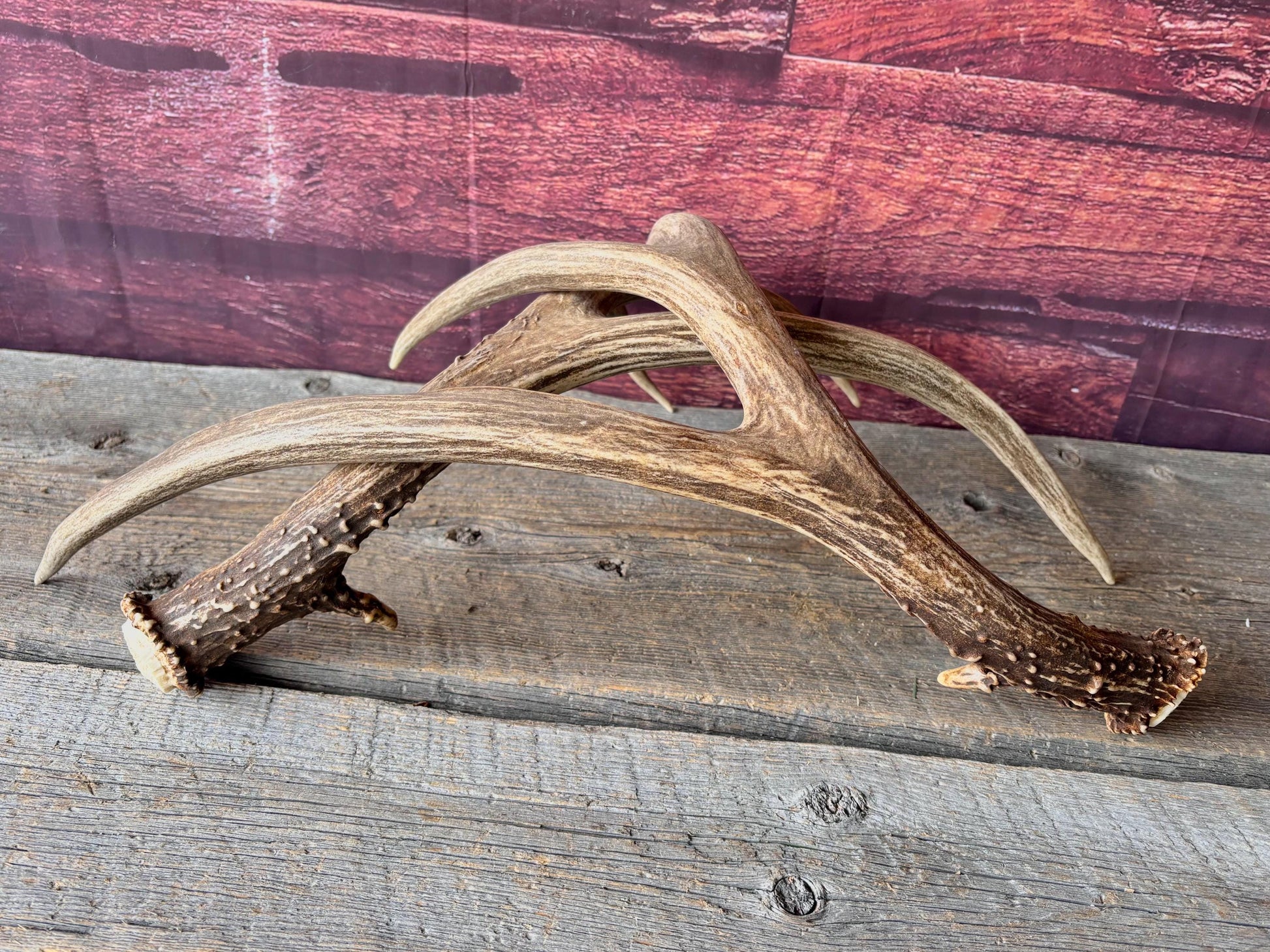 Deer Antlers - Large Mule Deer Matching set. Canadian Buck. Crafting and Decor Antlers