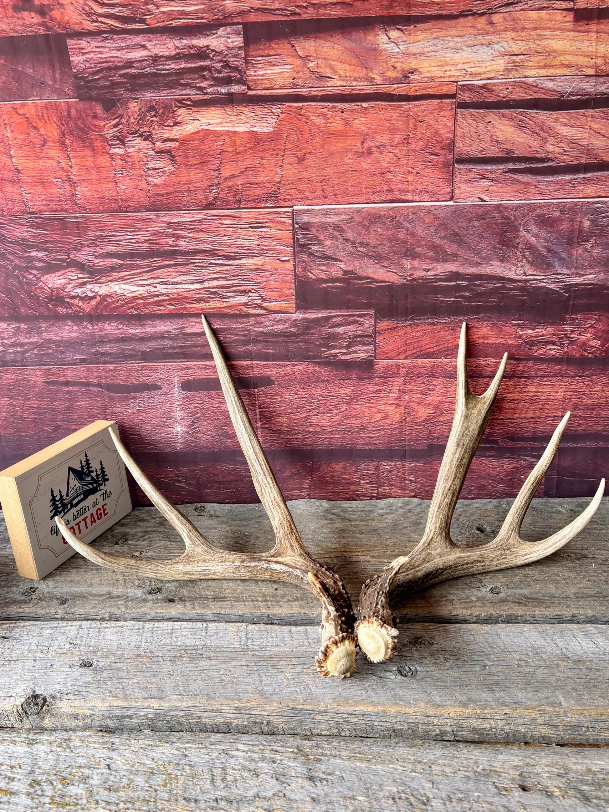 Deer Antlers - Large Mule Deer Matching set. Canadian Buck. Crafting and Decor Antlers