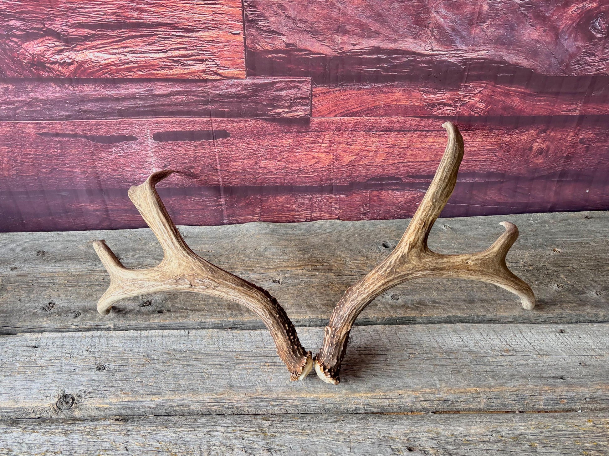 Deer Antlers - Large Mule Deer Matching set. Canadian Buck. Crafting and Decor Antlers
