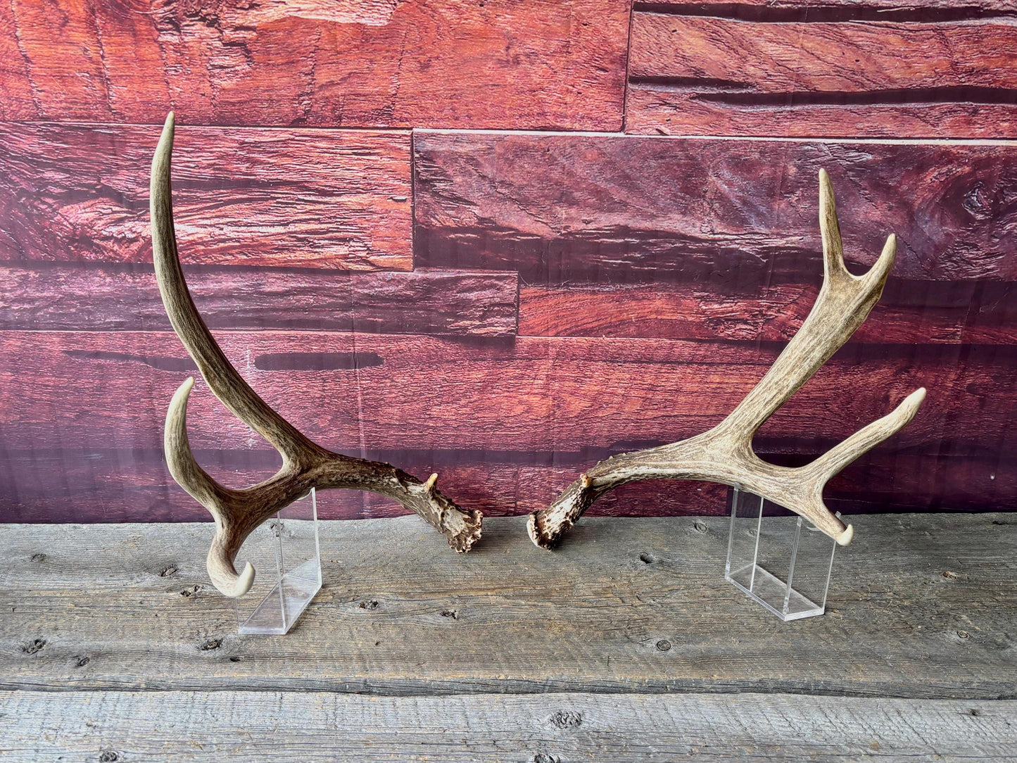 Deer Antlers - Large Mule Deer Matching set. Canadian Buck. Crafting and Decor Antlers