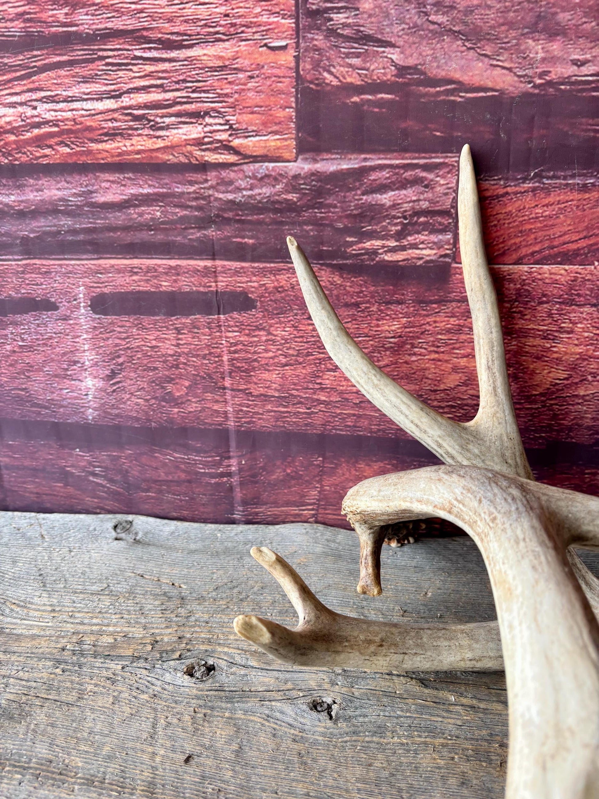 Deer Antlers - Large Mule Deer Matching set. Canadian Buck. Crafting and Decor Antlers