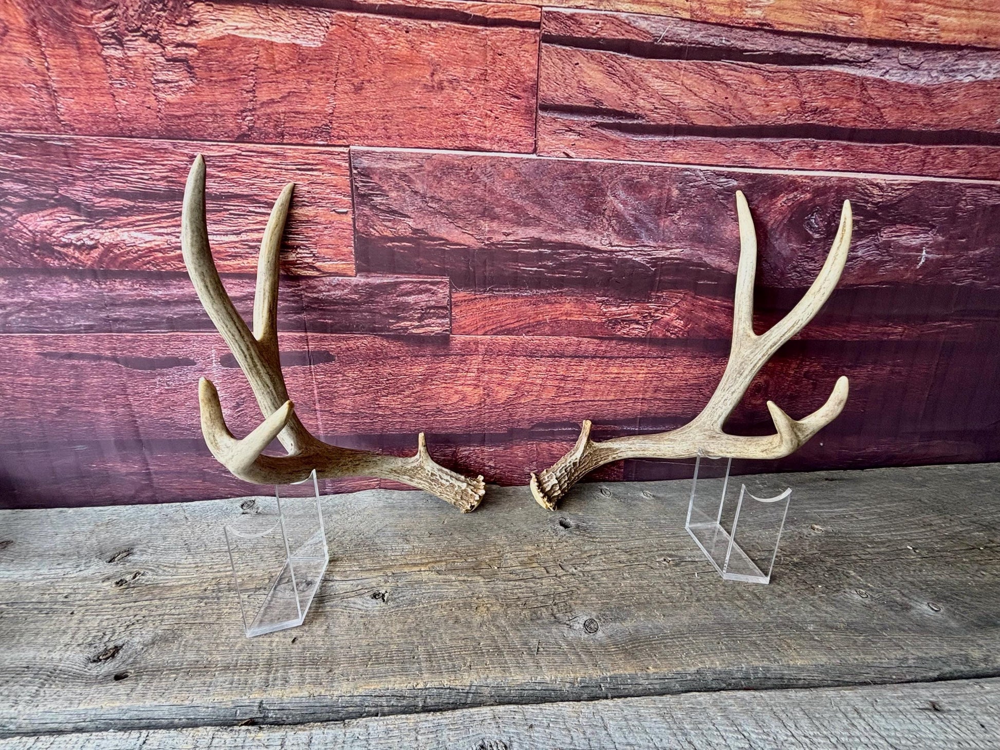 Deer Antlers - Large Mule Deer Matching set. Canadian Buck. Crafting and Decor Antlers