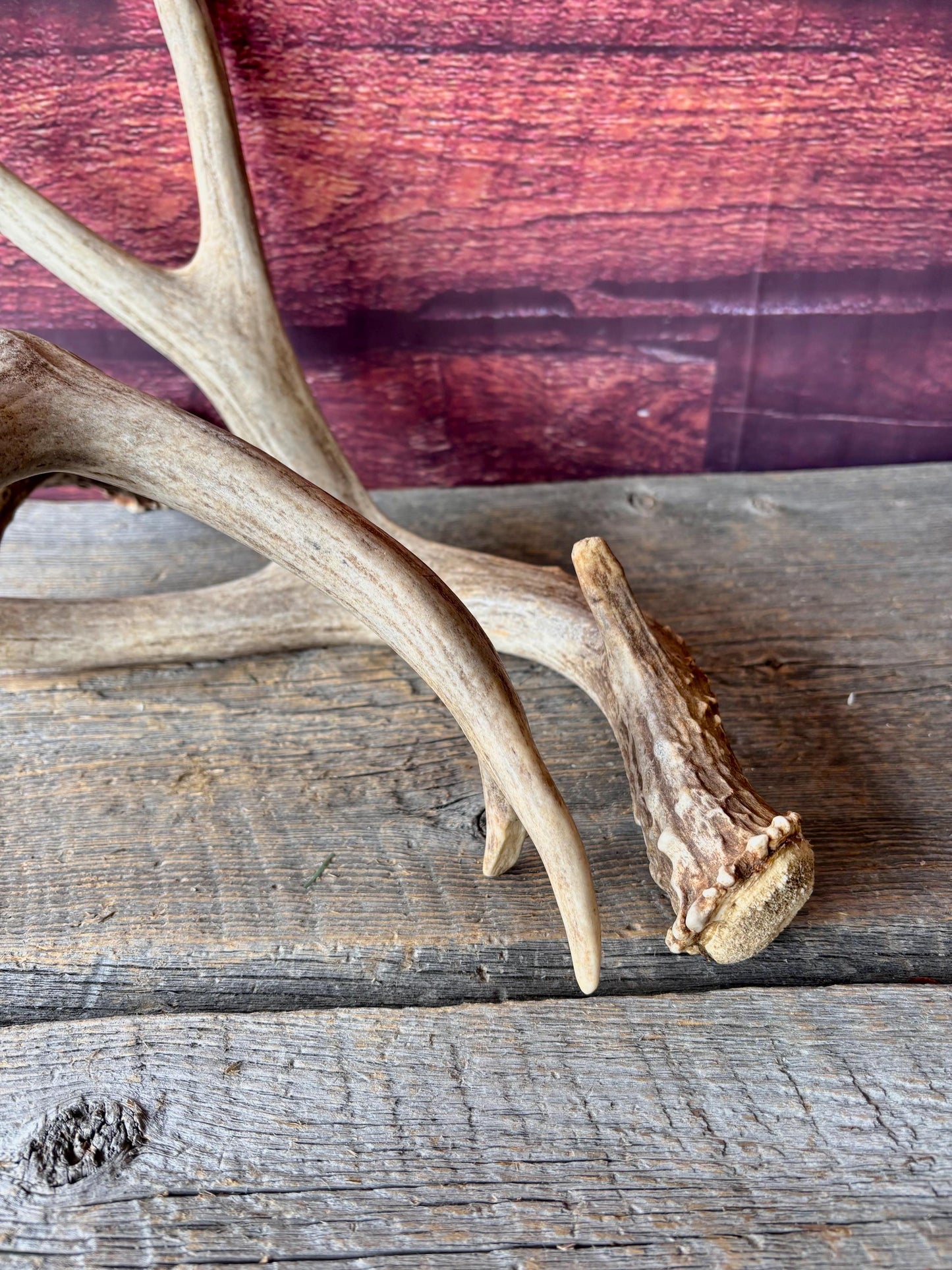 Deer Antlers - Large Mule Deer Matching set. Canadian Buck. Crafting and Decor Antlers