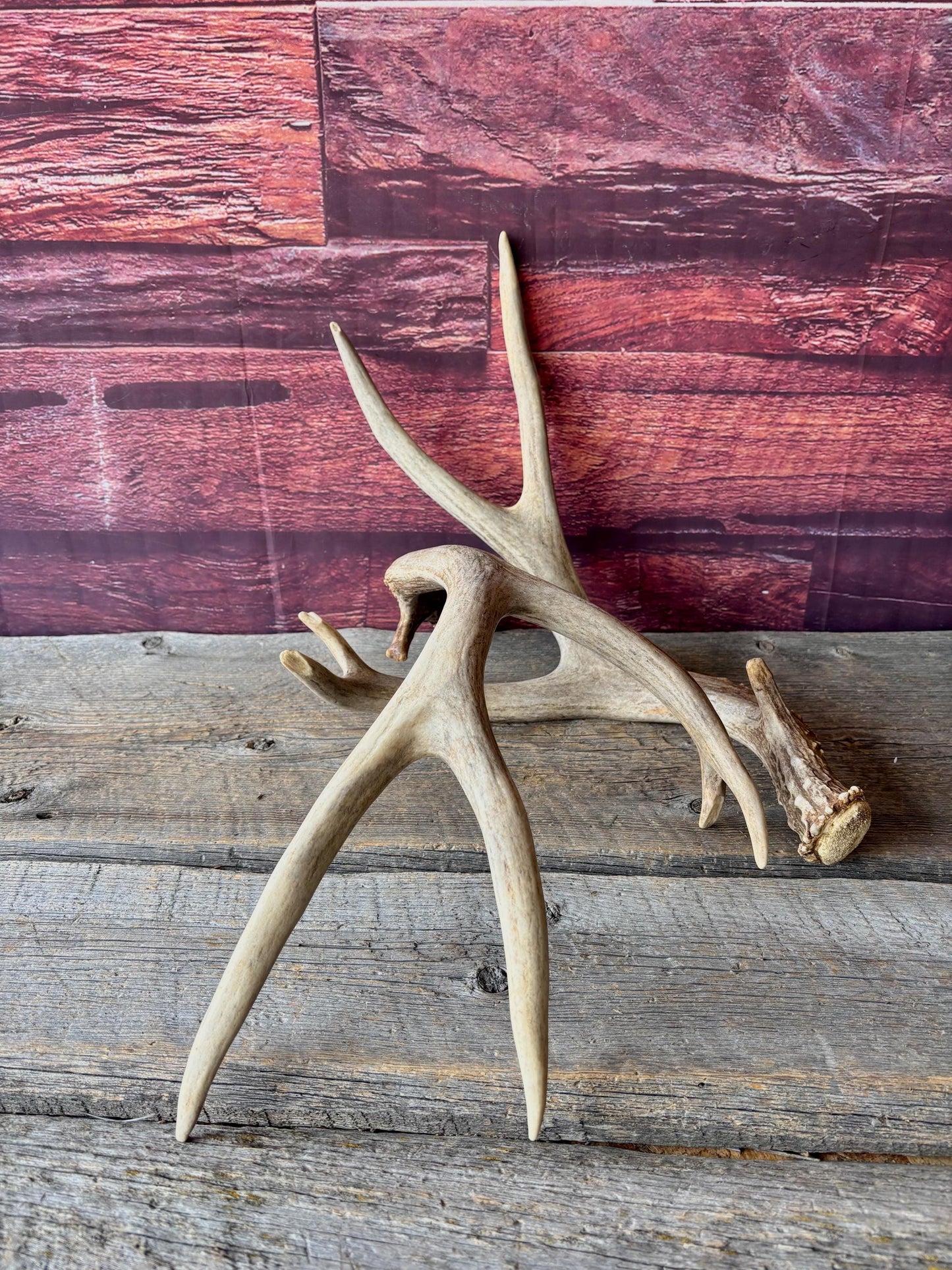 Deer Antlers - Large Mule Deer Matching set. Canadian Buck. Crafting and Decor Antlers