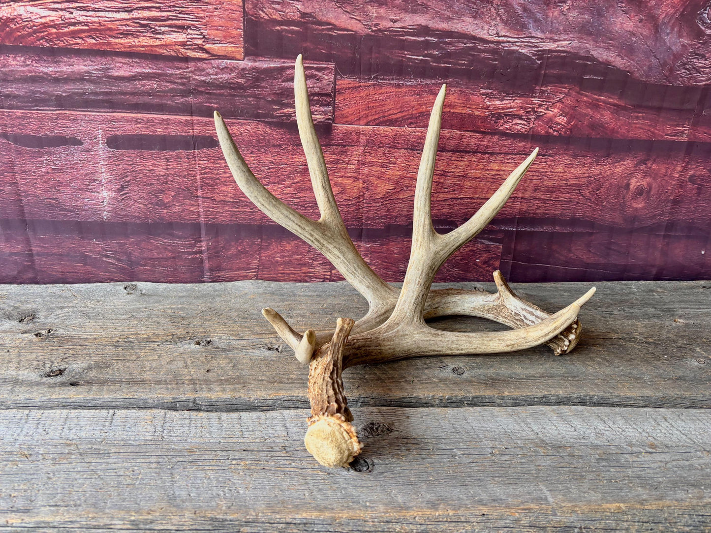 Deer Antlers - Large Mule Deer Matching set. Canadian Buck. Crafting and Decor Antlers