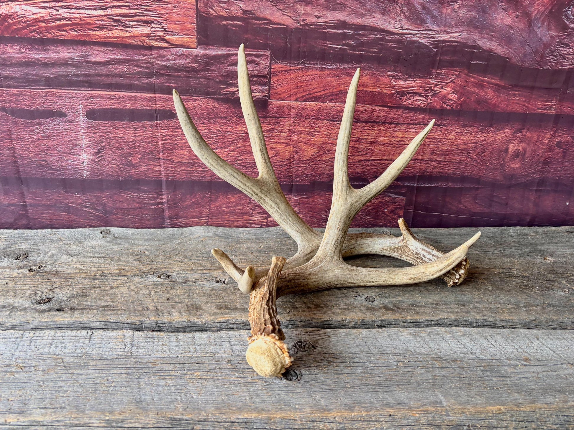 Deer Antlers - Large Mule Deer Matching set. Canadian Buck. Crafting and Decor Antlers