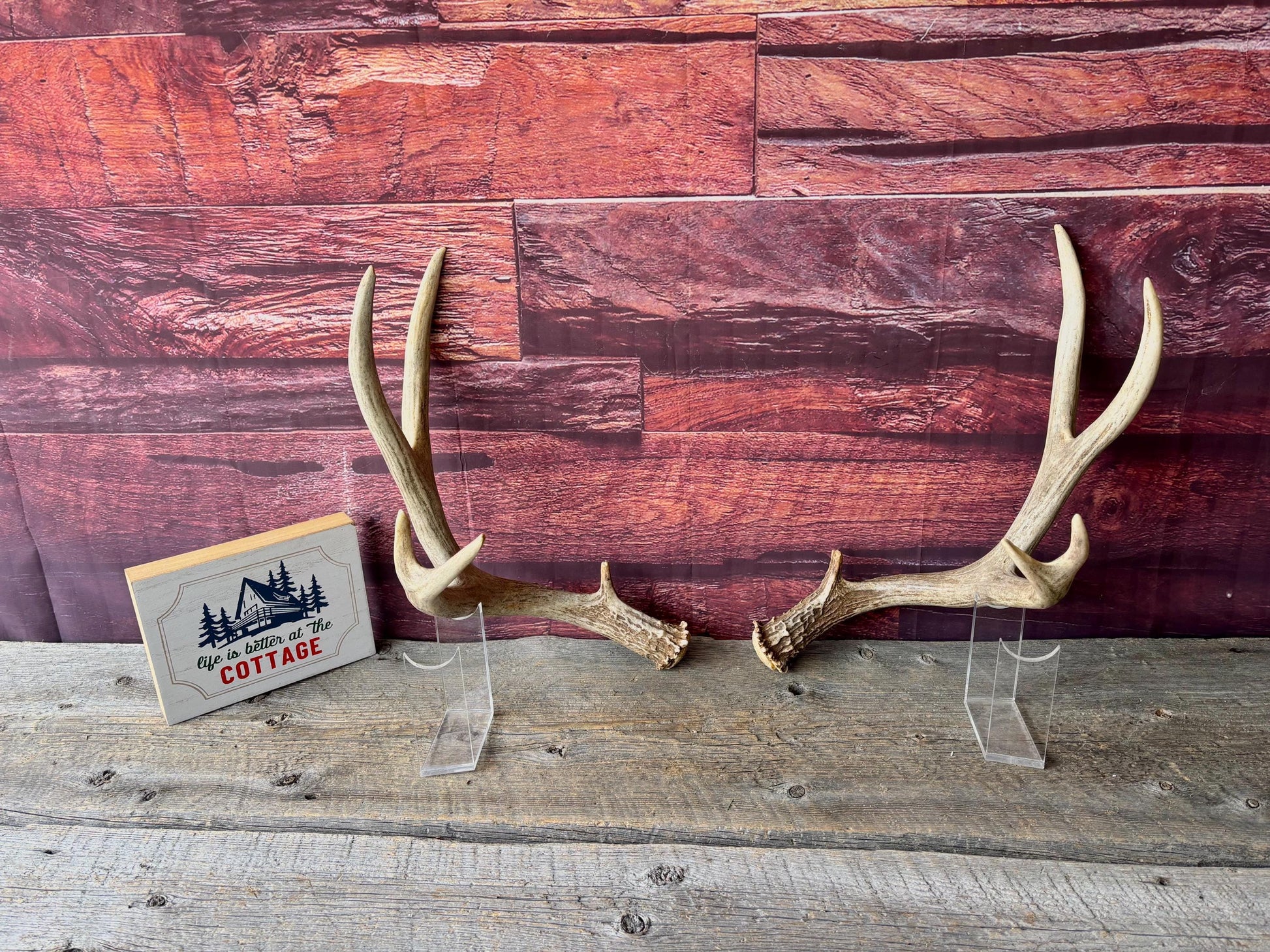 Deer Antlers - Large Mule Deer Matching set. Canadian Buck. Crafting and Decor Antlers