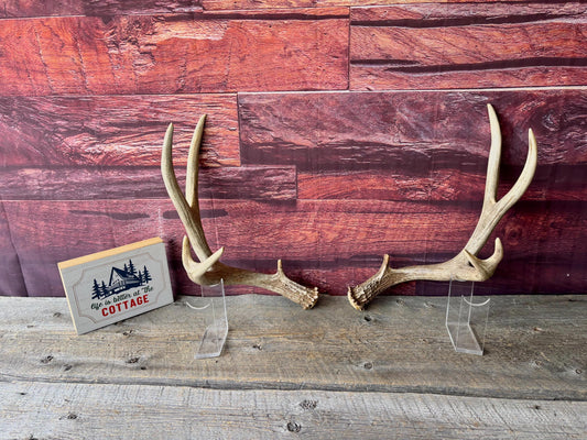 Deer Antlers - Large Mule Deer Matching set. Canadian Buck. Crafting and Decor Antlers