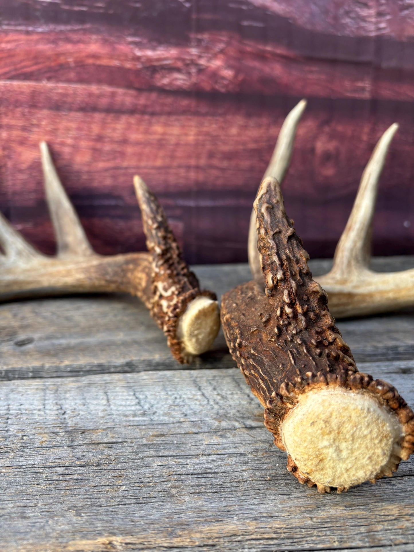Albertan White-tailed Deer Antlers. Massive and Impressive Matching Set