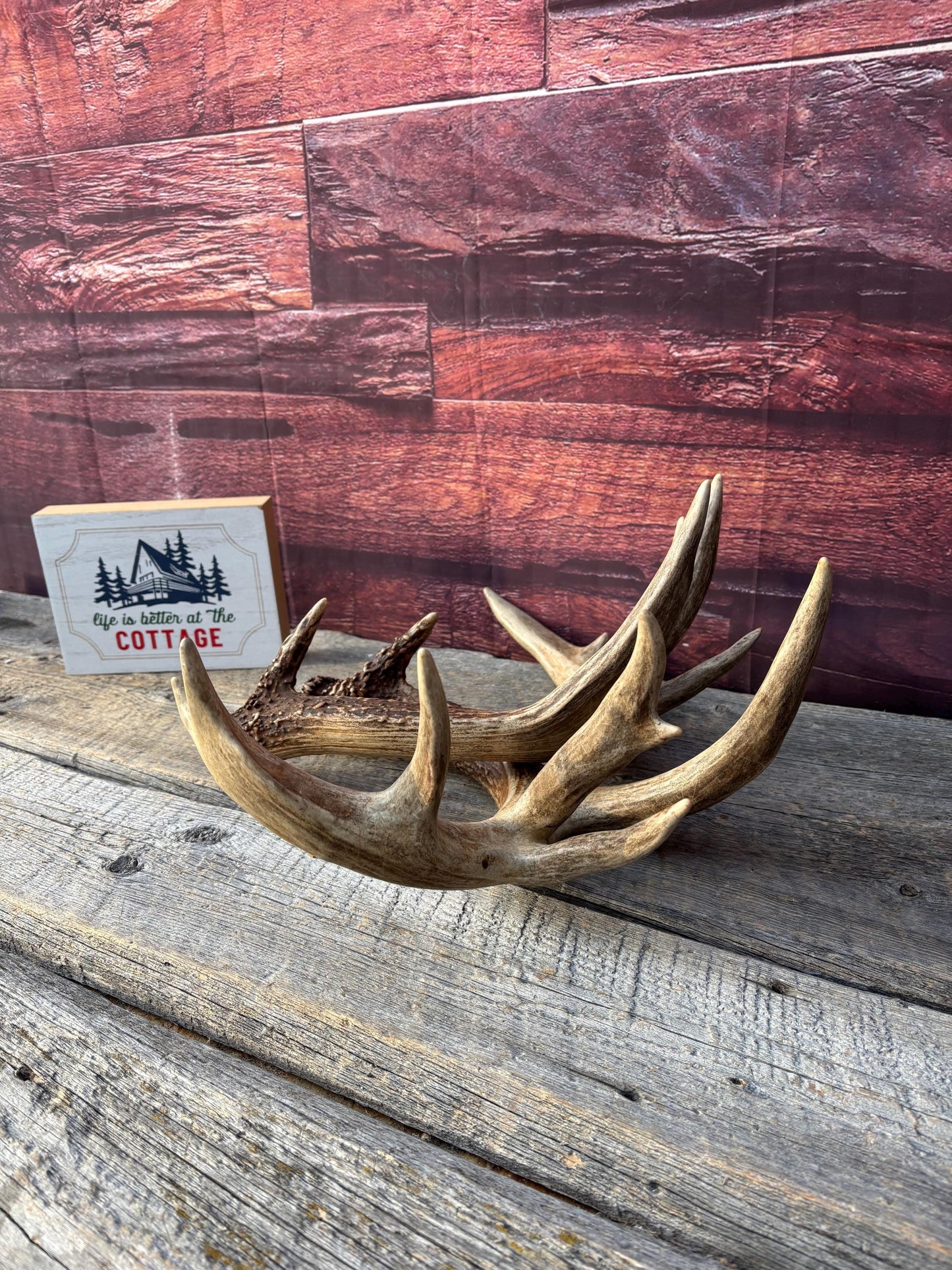 Albertan White-tailed Deer Antlers. Massive and Impressive Matching Set