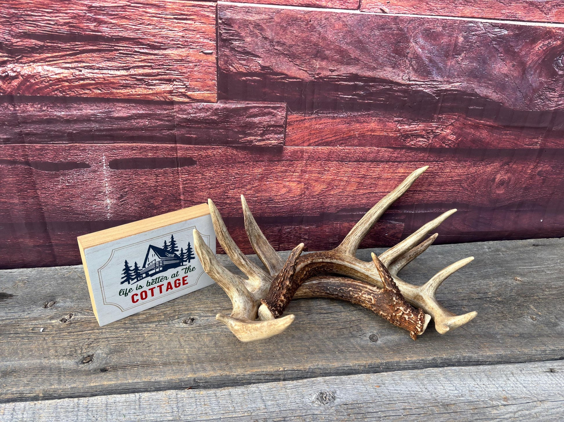 Albertan White-tailed Deer Antlers. Massive and Impressive Matching Set