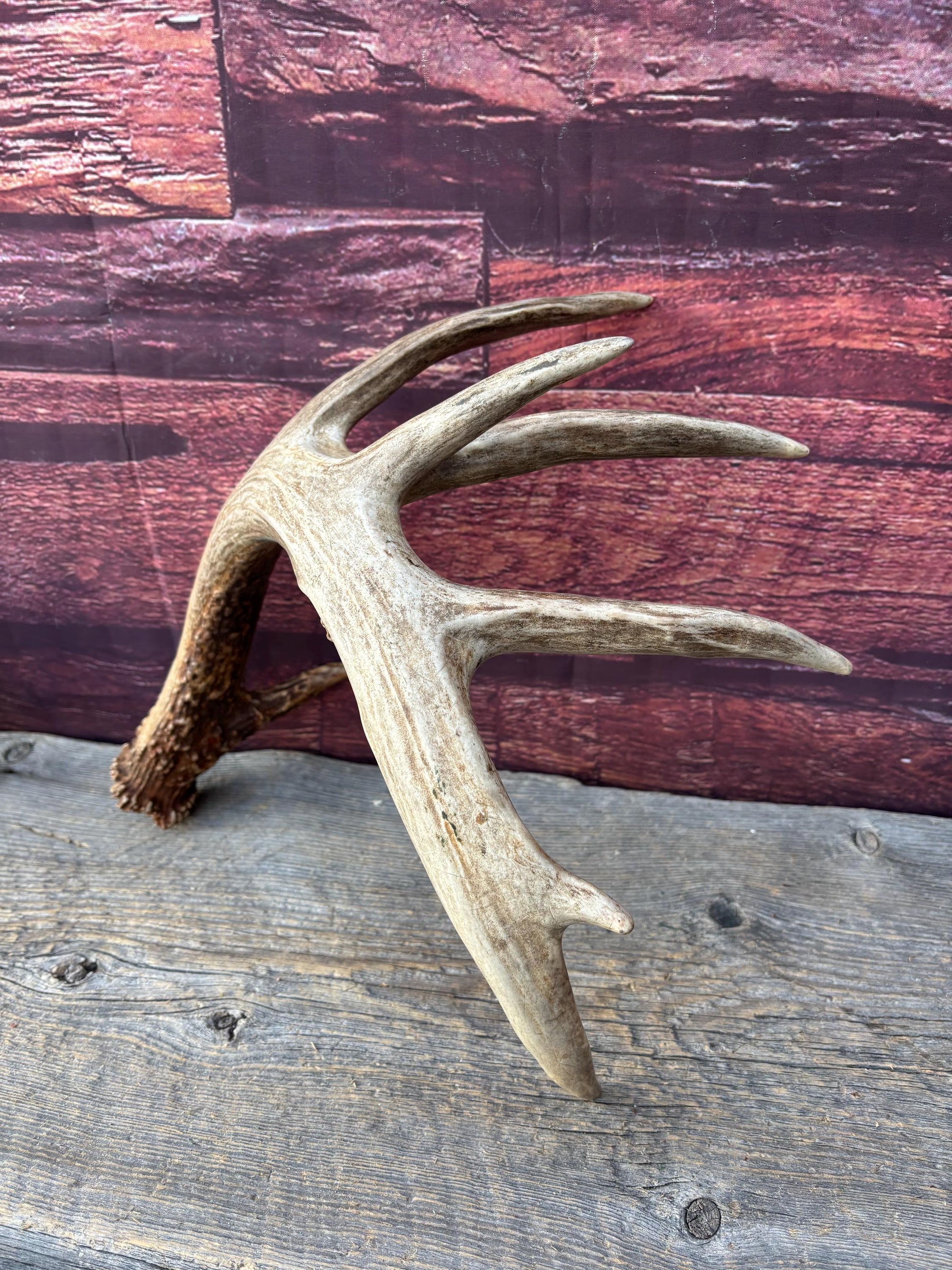 Albertan White-tailed Deer Antlers. Massive and Impressive Matching Set