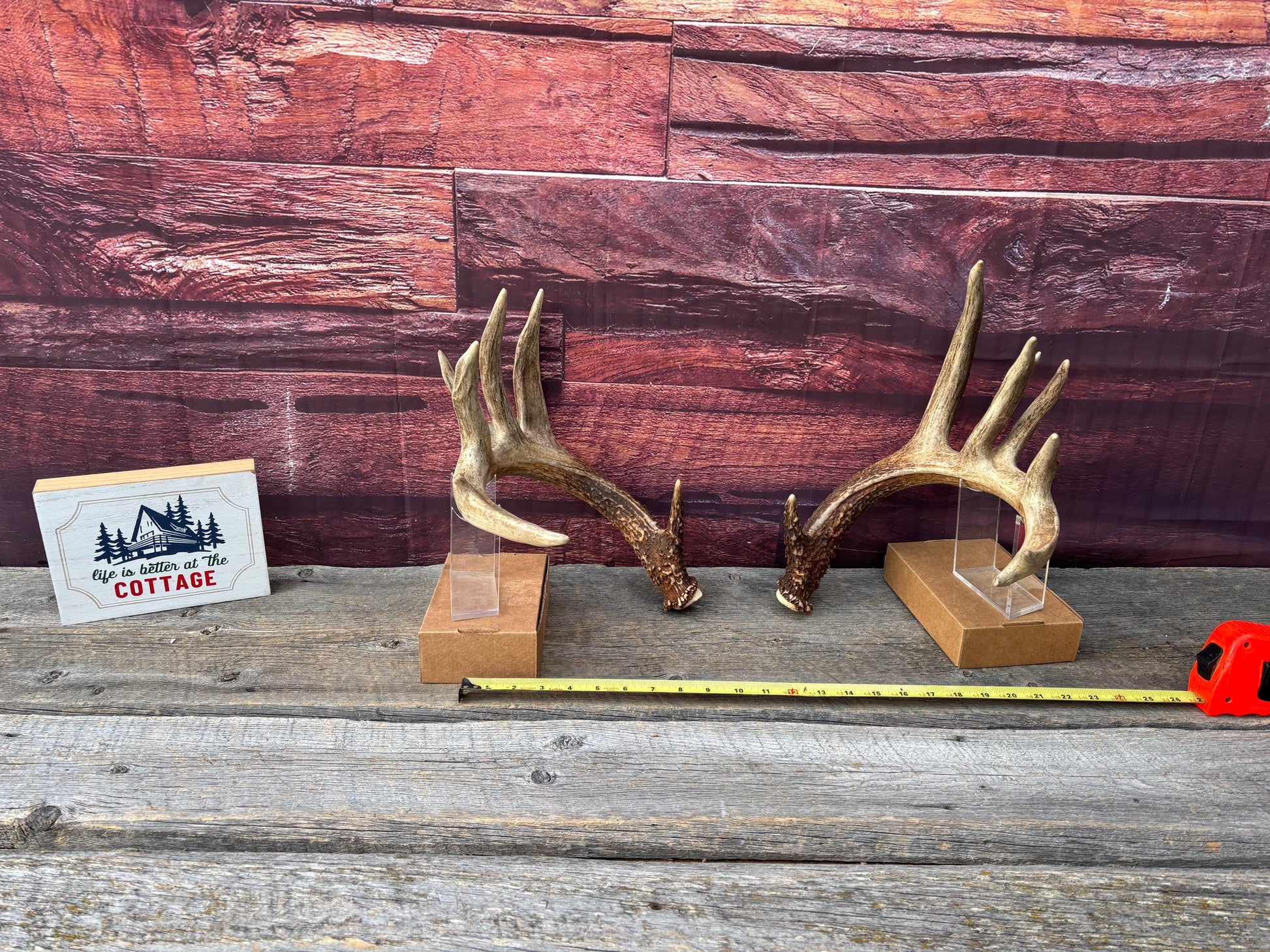 Albertan White-tailed Deer Antlers. Massive and Impressive Matching Set