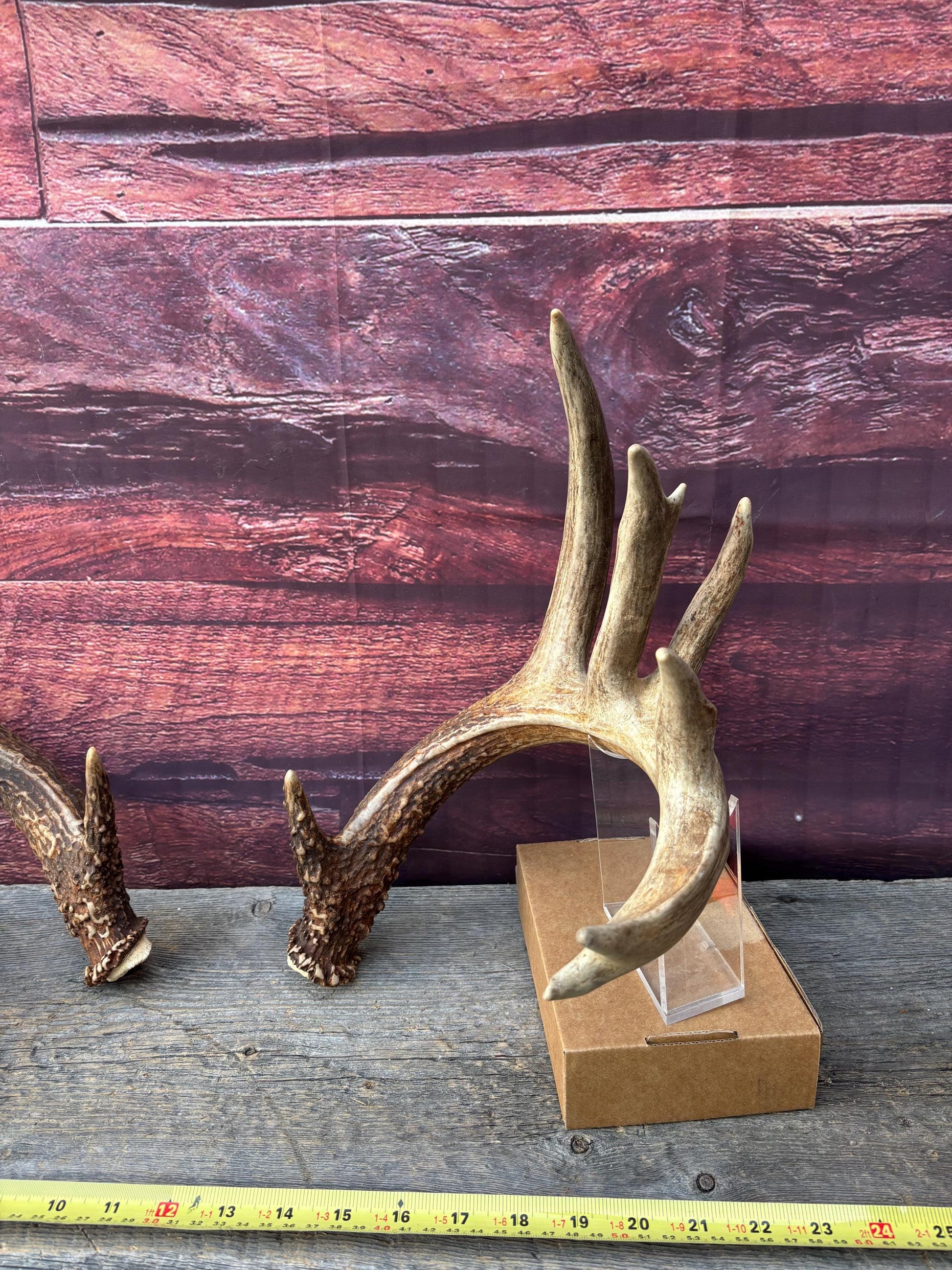 Albertan White-tailed Deer Antlers. Massive and Impressive Matching Set