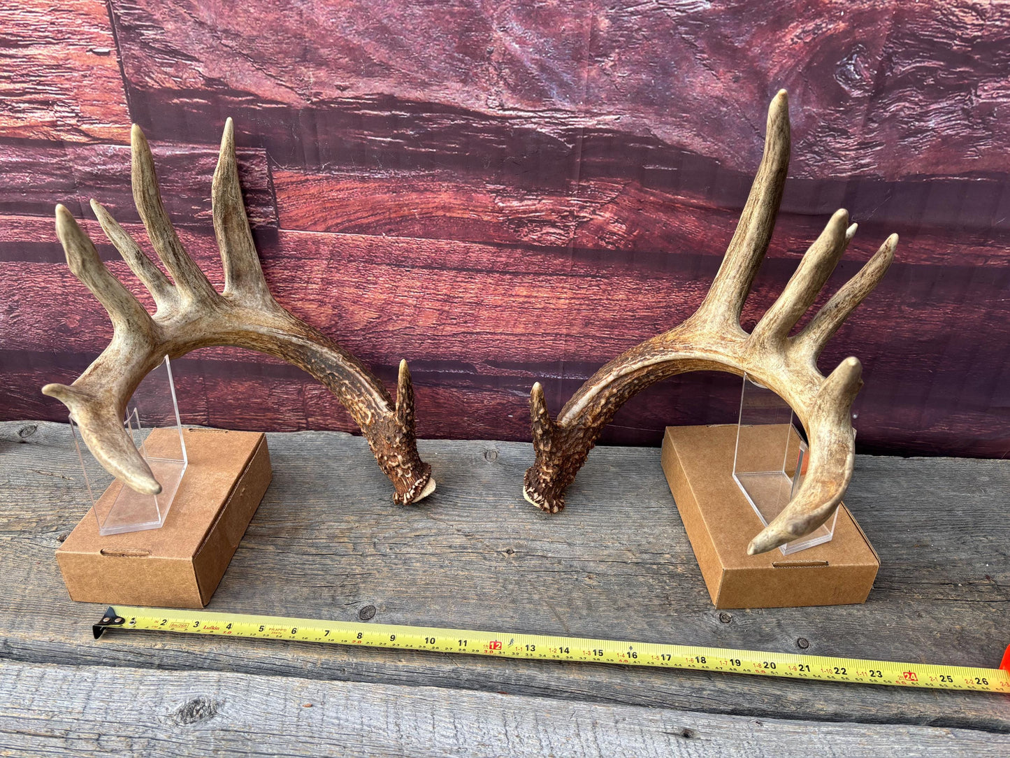 Albertan White-tailed Deer Antlers. Massive and Impressive Matching Set