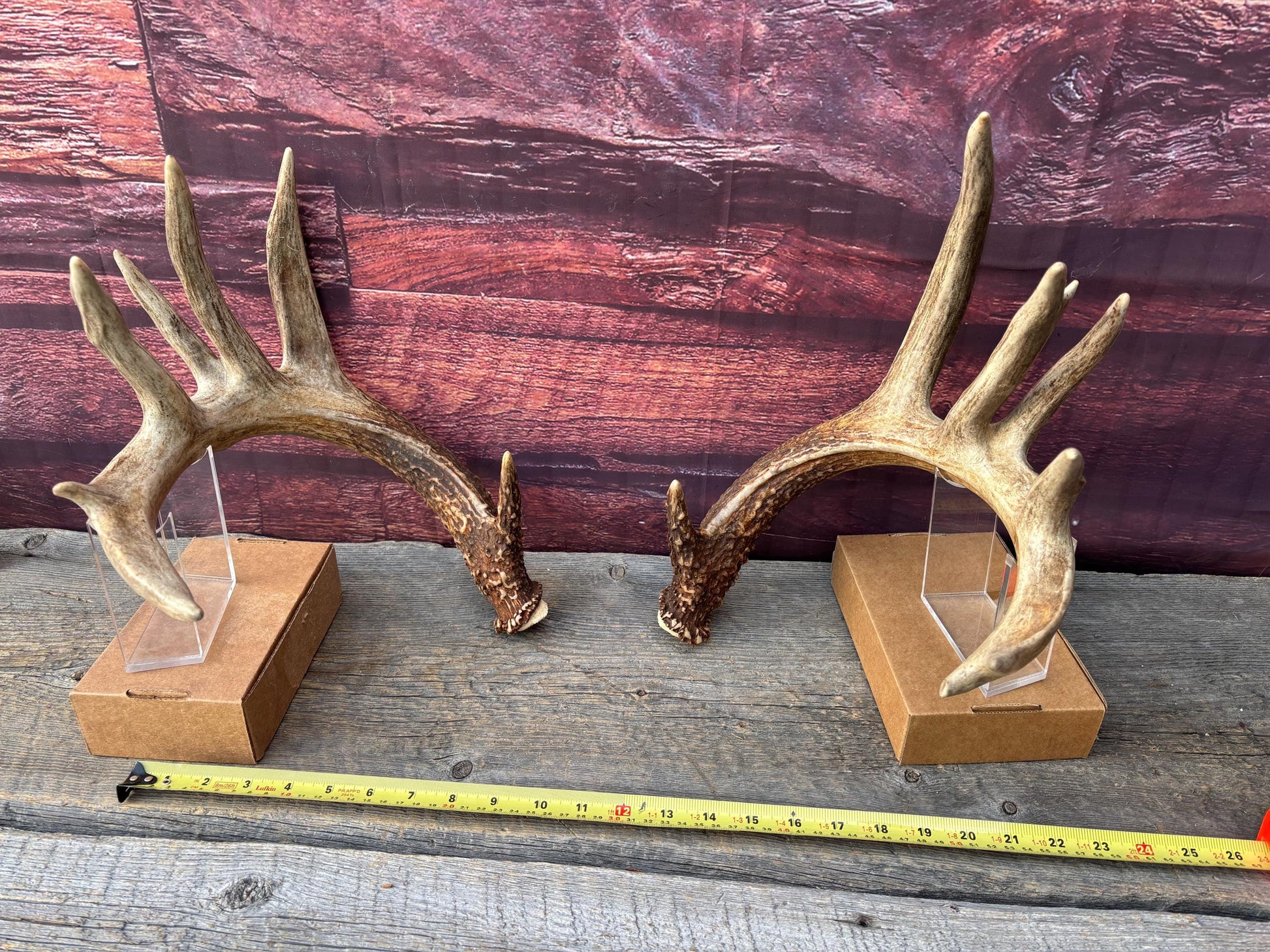 Albertan White-tailed Deer Antlers. Massive and Impressive Matching Set