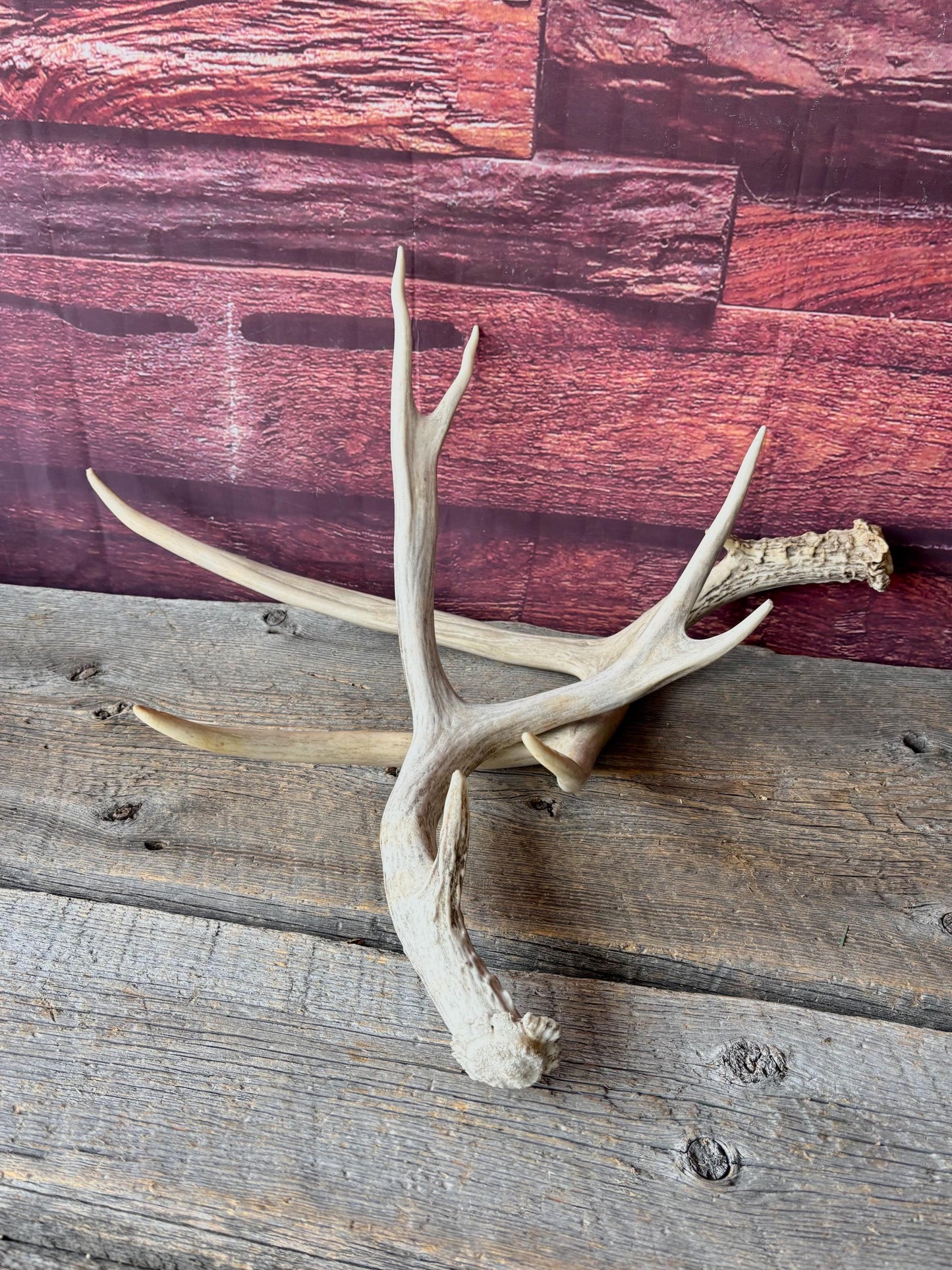 Deer Antlers - Medium sized Mule Deer Matching set. Canadian Buck. Crafting and Decor Antlers