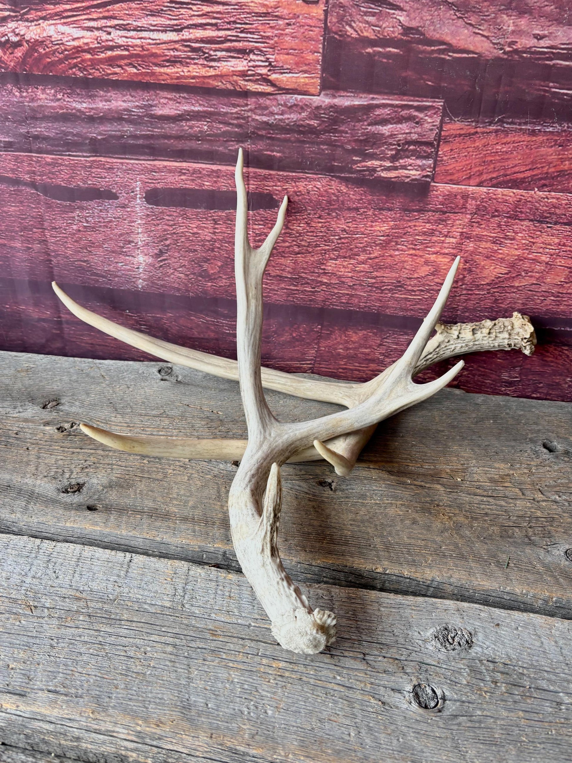 Deer Antlers - Medium sized Mule Deer Matching set. Canadian Buck. Crafting and Decor Antlers