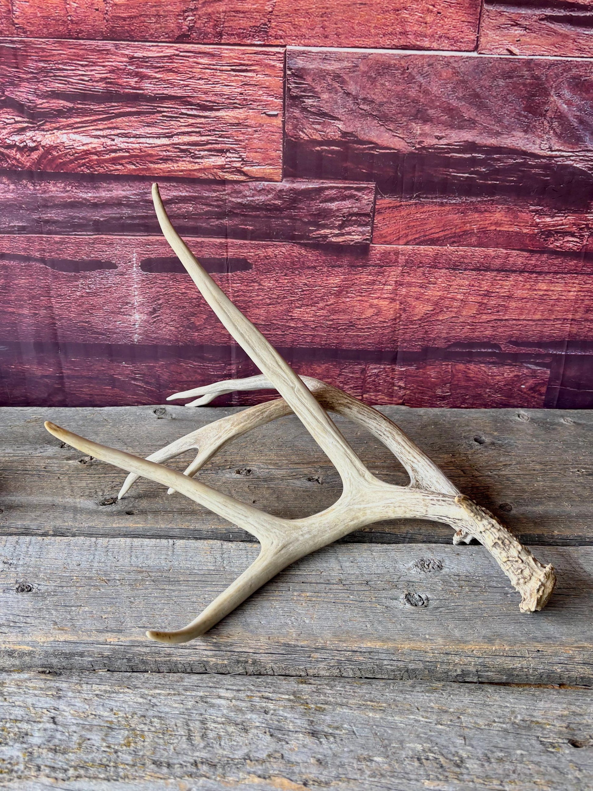Deer Antlers - Medium sized Mule Deer Matching set. Canadian Buck. Crafting and Decor Antlers