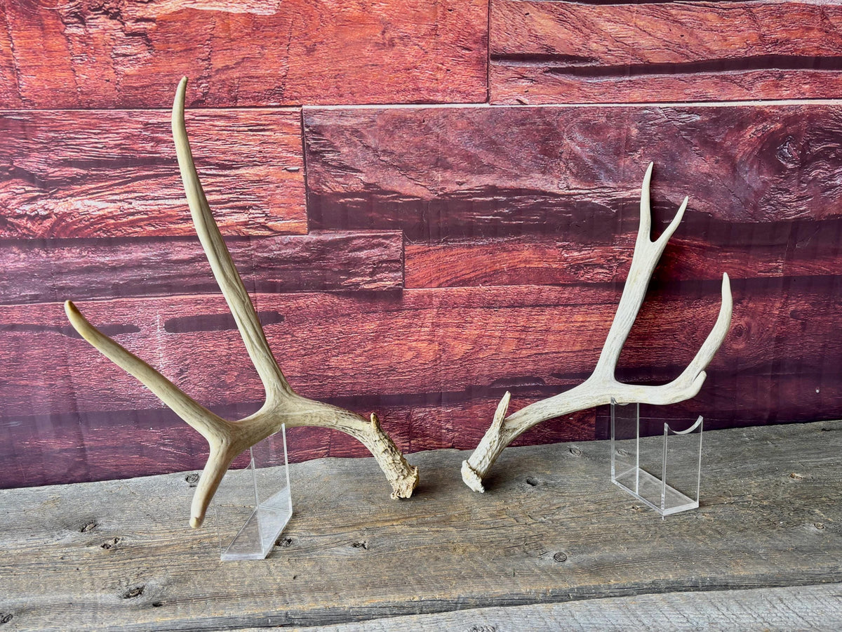 Deer Antlers - Medium sized Mule Deer Matching set. Canadian Buck. Crafting and Decor Antlers
