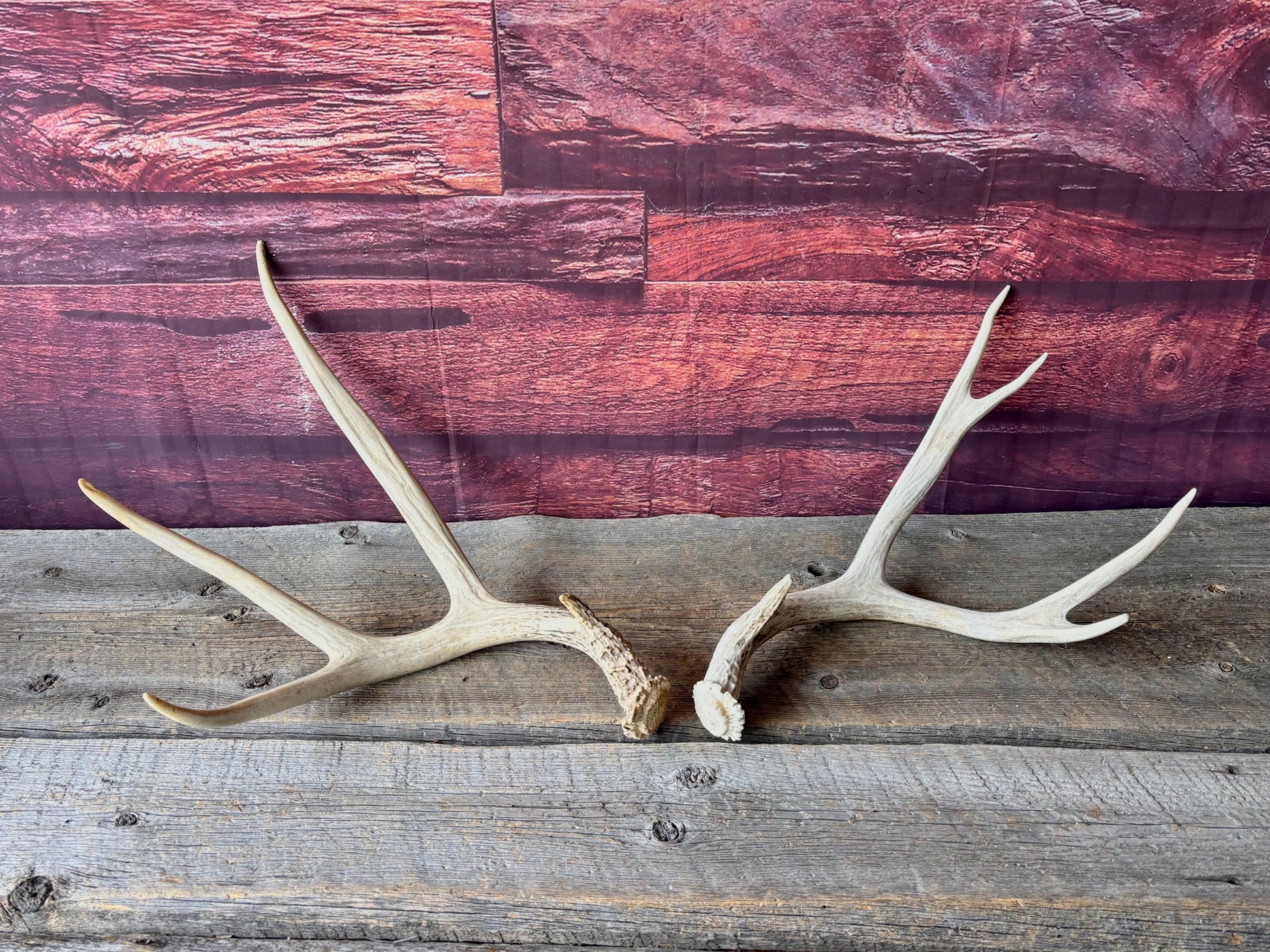 Deer Antlers - Medium sized Mule Deer Matching set. Canadian Buck. Crafting and Decor Antlers