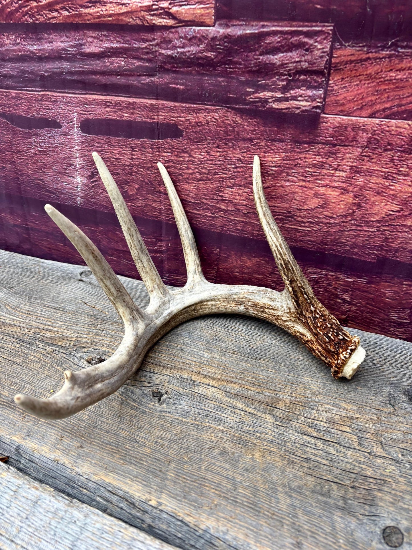 Incredible White-tailed deer Antler. Large, Deer Shed for Decor, Design, Crafting and More!