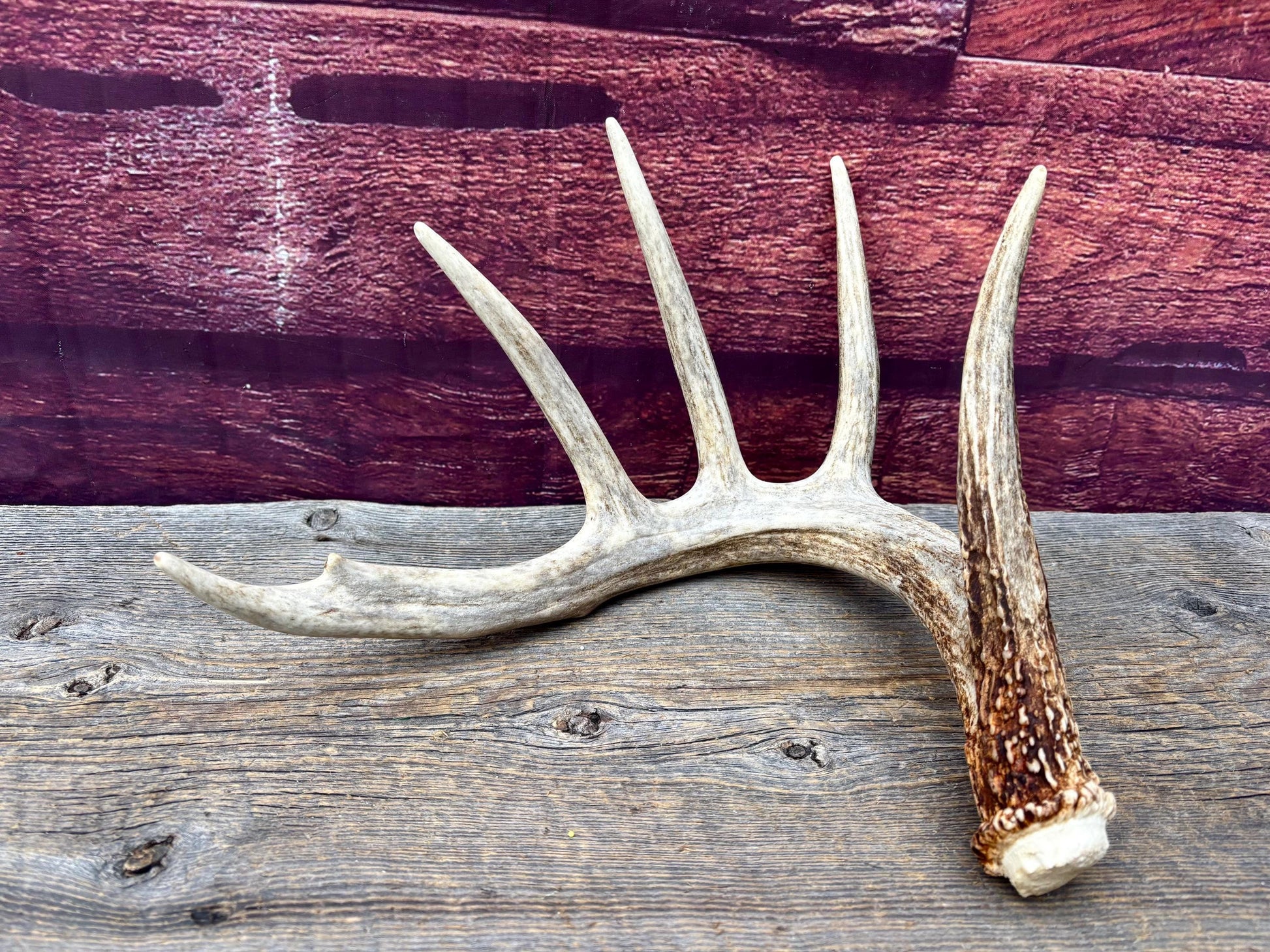 Incredible White-tailed deer Antler. Large, Deer Shed for Decor, Design, Crafting and More!