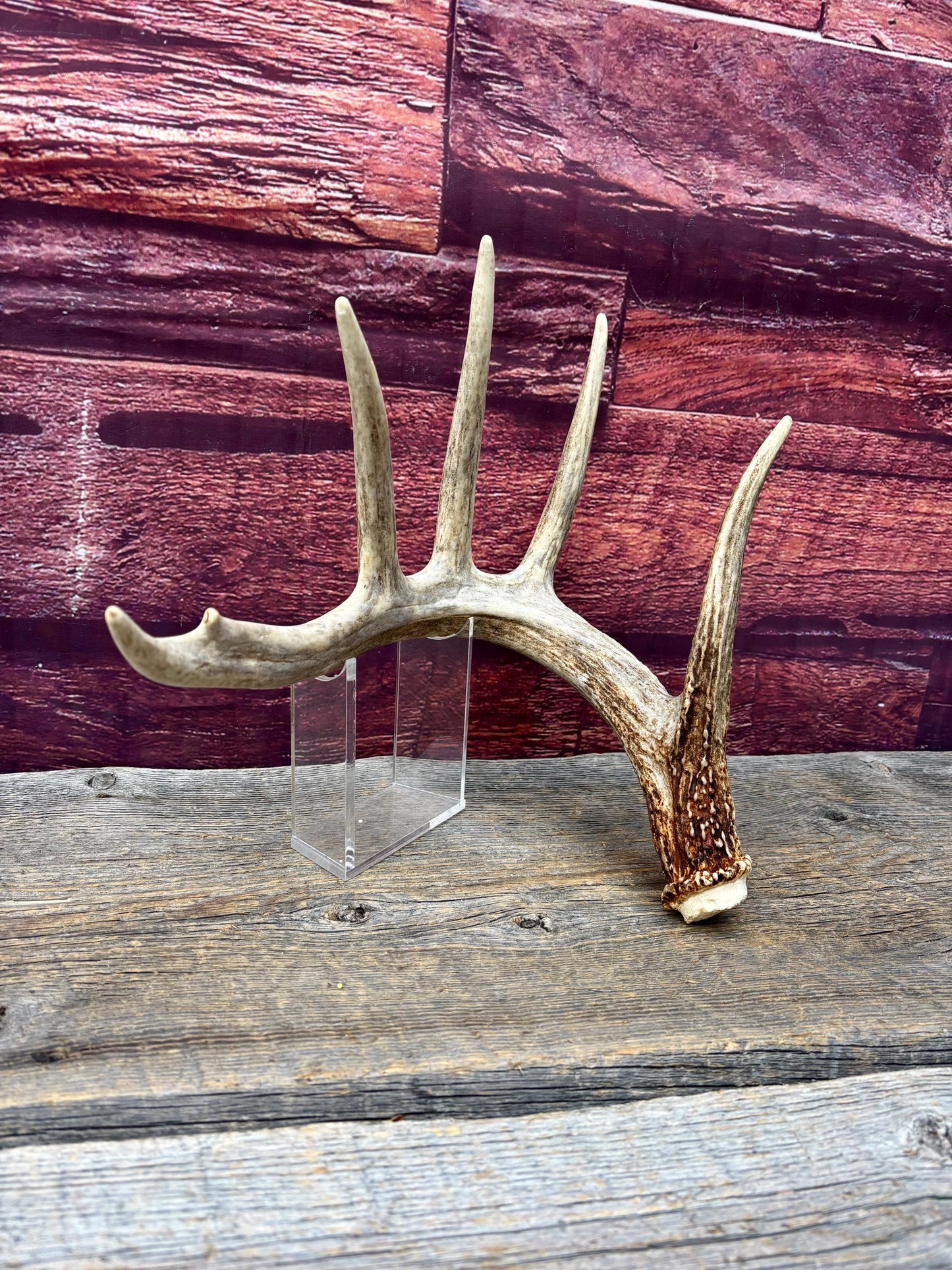 Incredible White-tailed deer Antler. Large, Deer Shed for Decor, Design, Crafting and More!