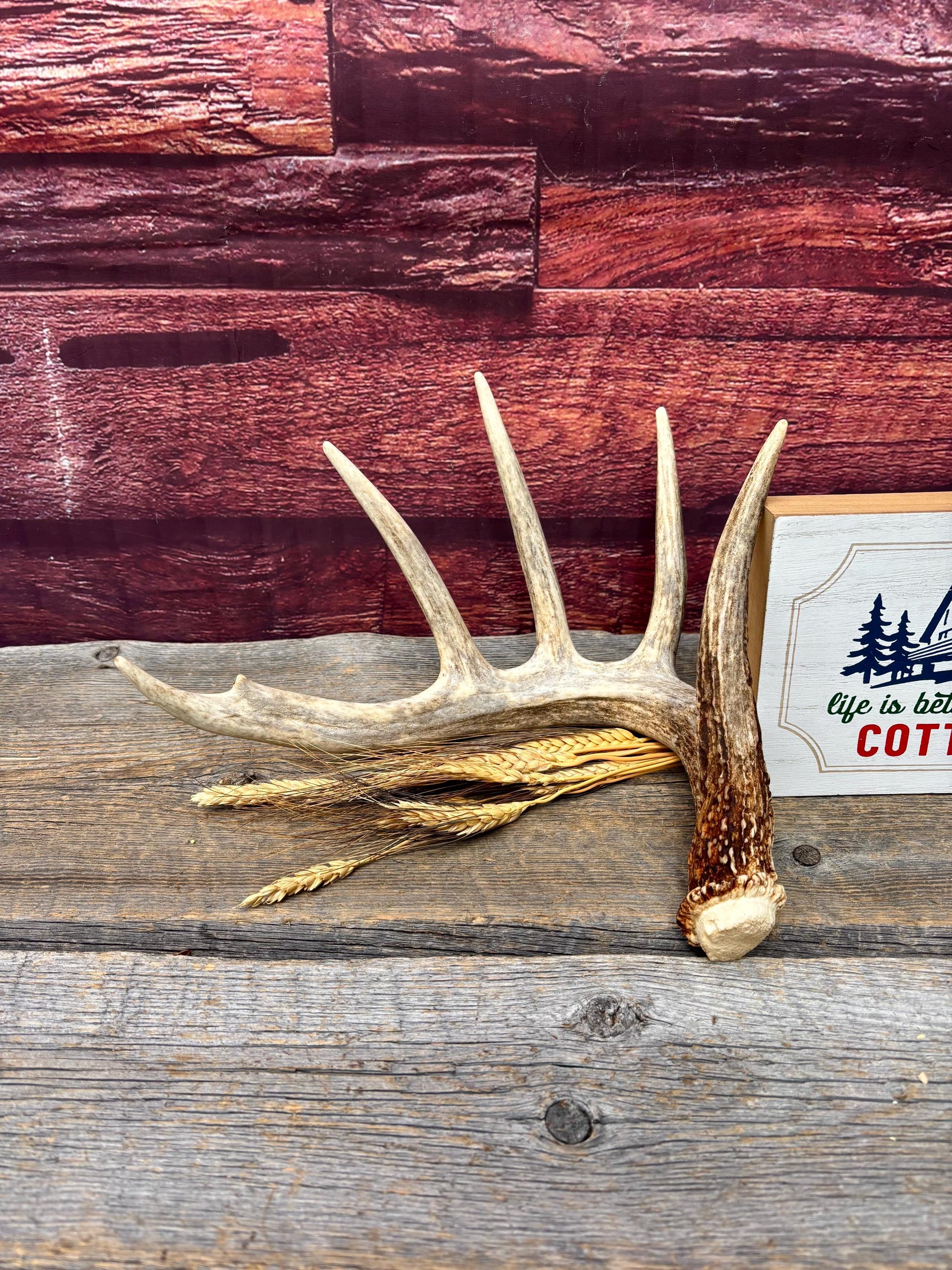 Incredible White-tailed deer Antler. Large, Deer Shed for Decor, Design, Crafting and More!