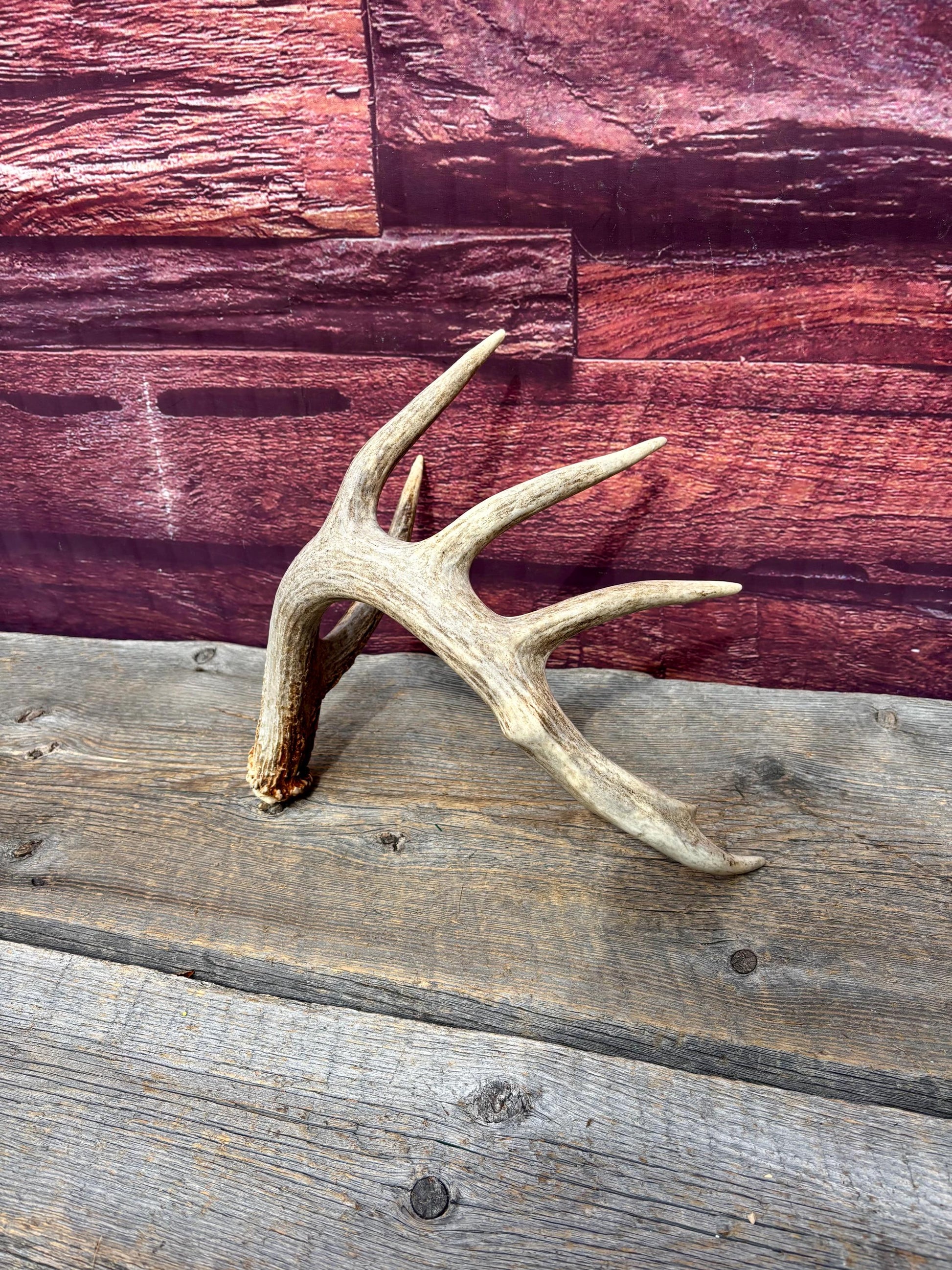 Incredible White-tailed deer Antler. Large, Deer Shed for Decor, Design, Crafting and More!