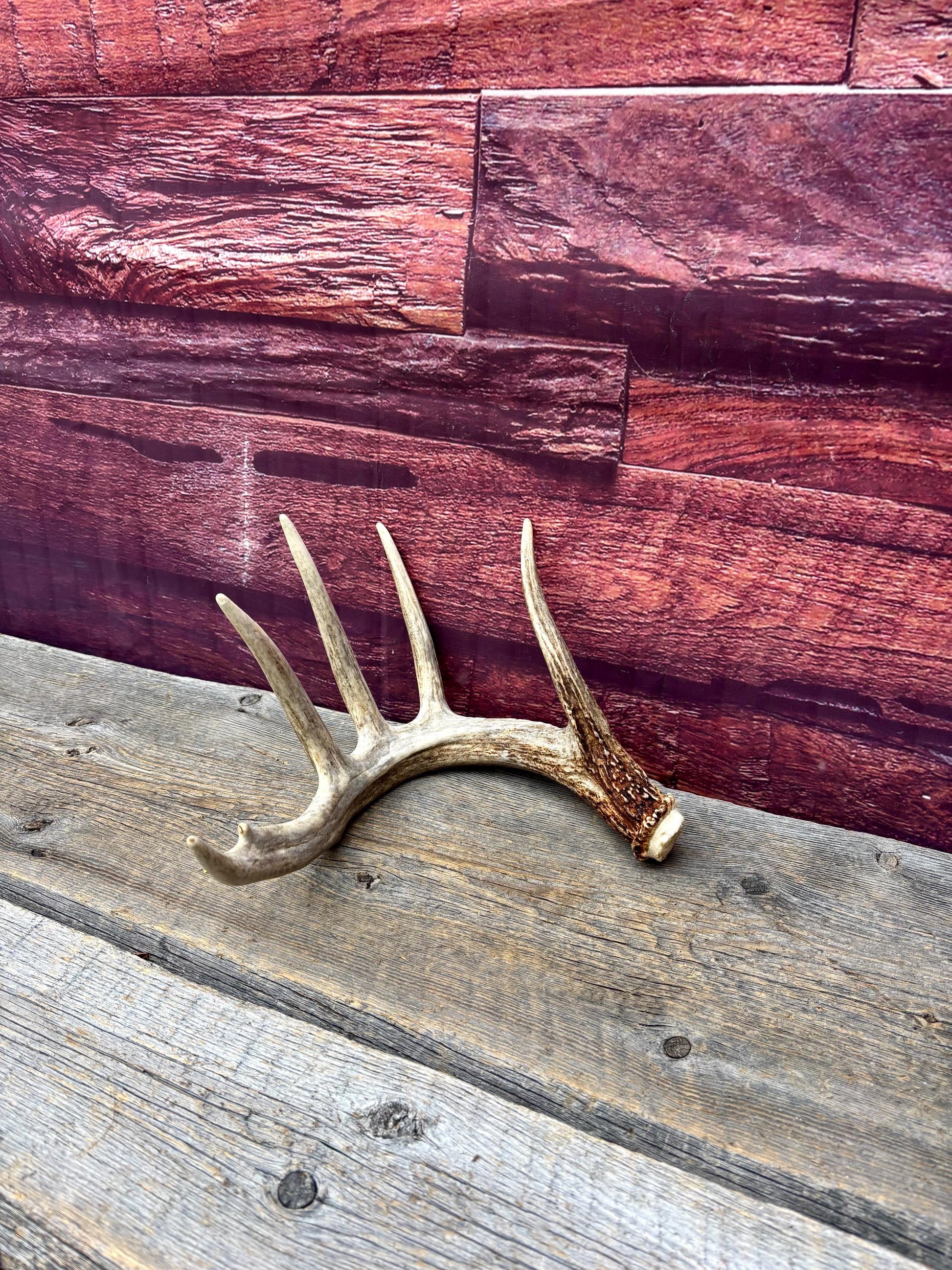 Incredible White-tailed deer Antler. Large, Deer Shed for Decor, Design, Crafting and More!