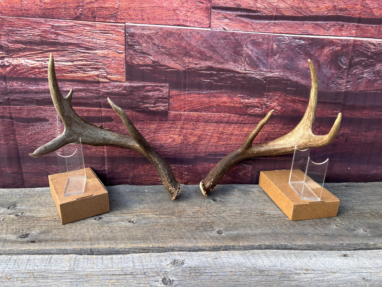 Albertan White-tailed Deer Antlers. Massive and Impressive Matching "high-horned" Set