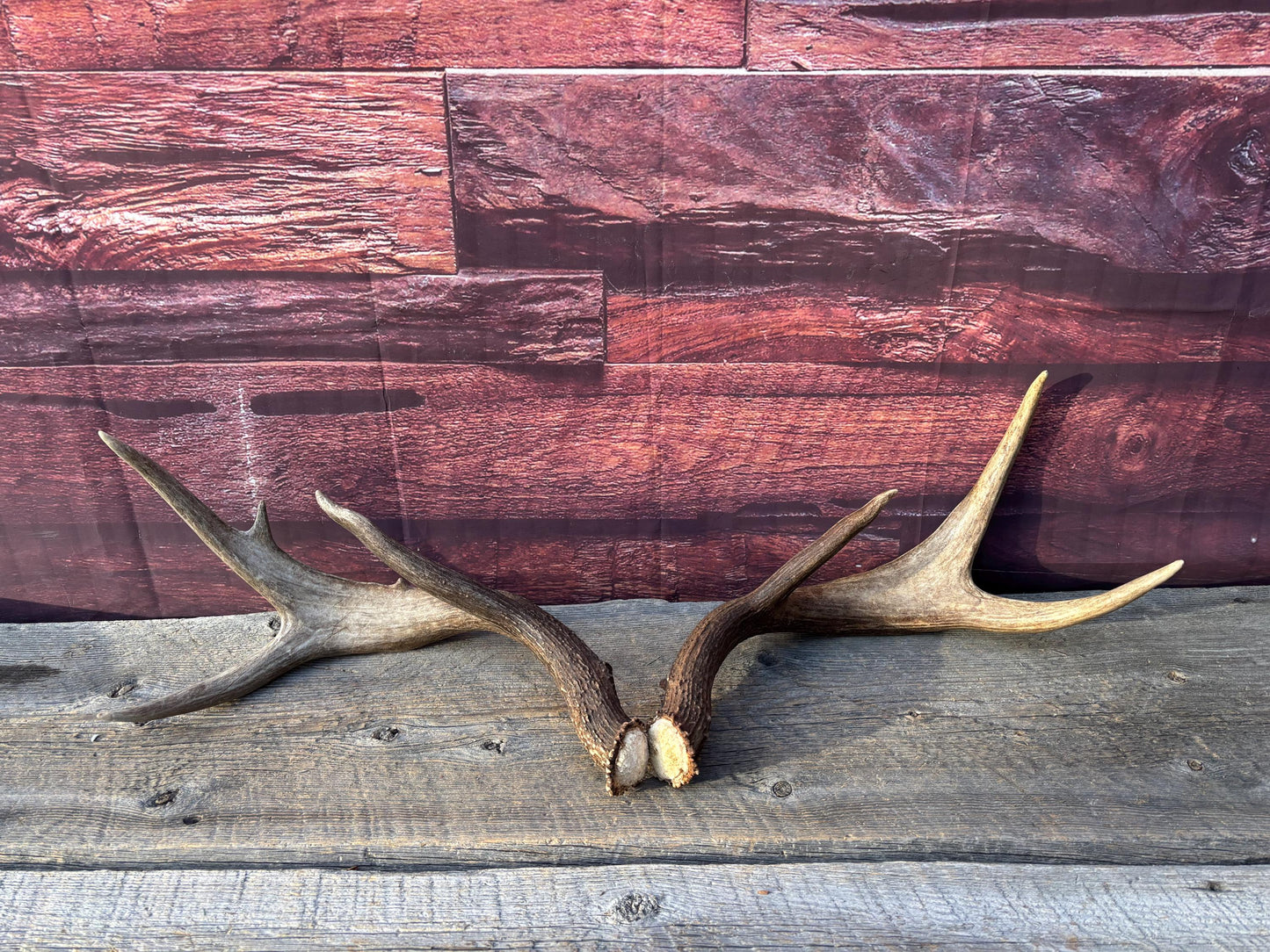 Albertan White-tailed Deer Antlers. Massive and Impressive Matching "high-horned" Set