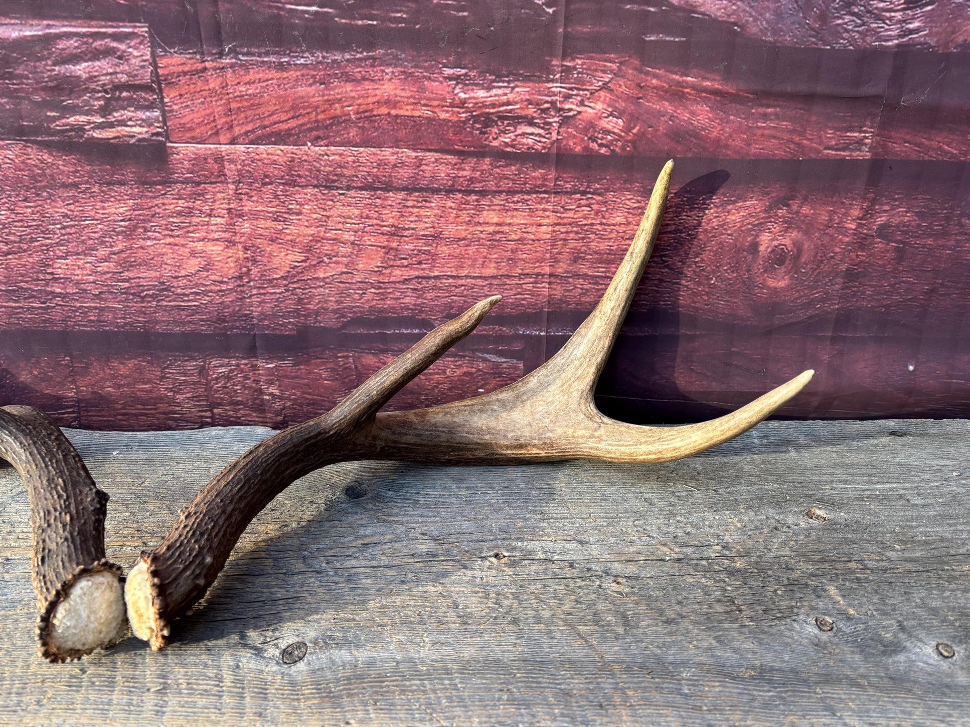 Albertan White-tailed Deer Antlers. Massive and Impressive Matching "high-horned" Set