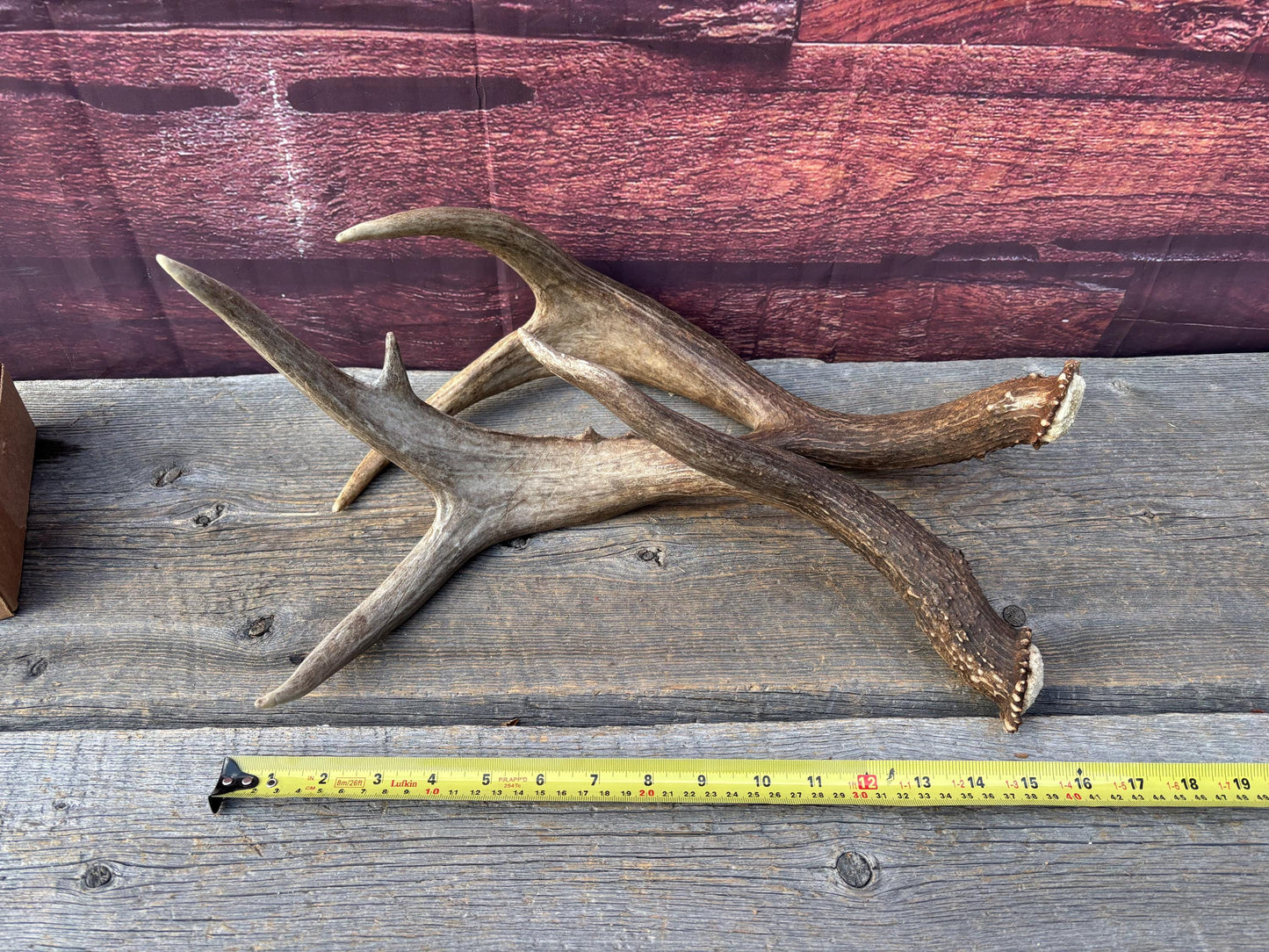 Albertan White-tailed Deer Antlers. Massive and Impressive Matching "high-horned" Set