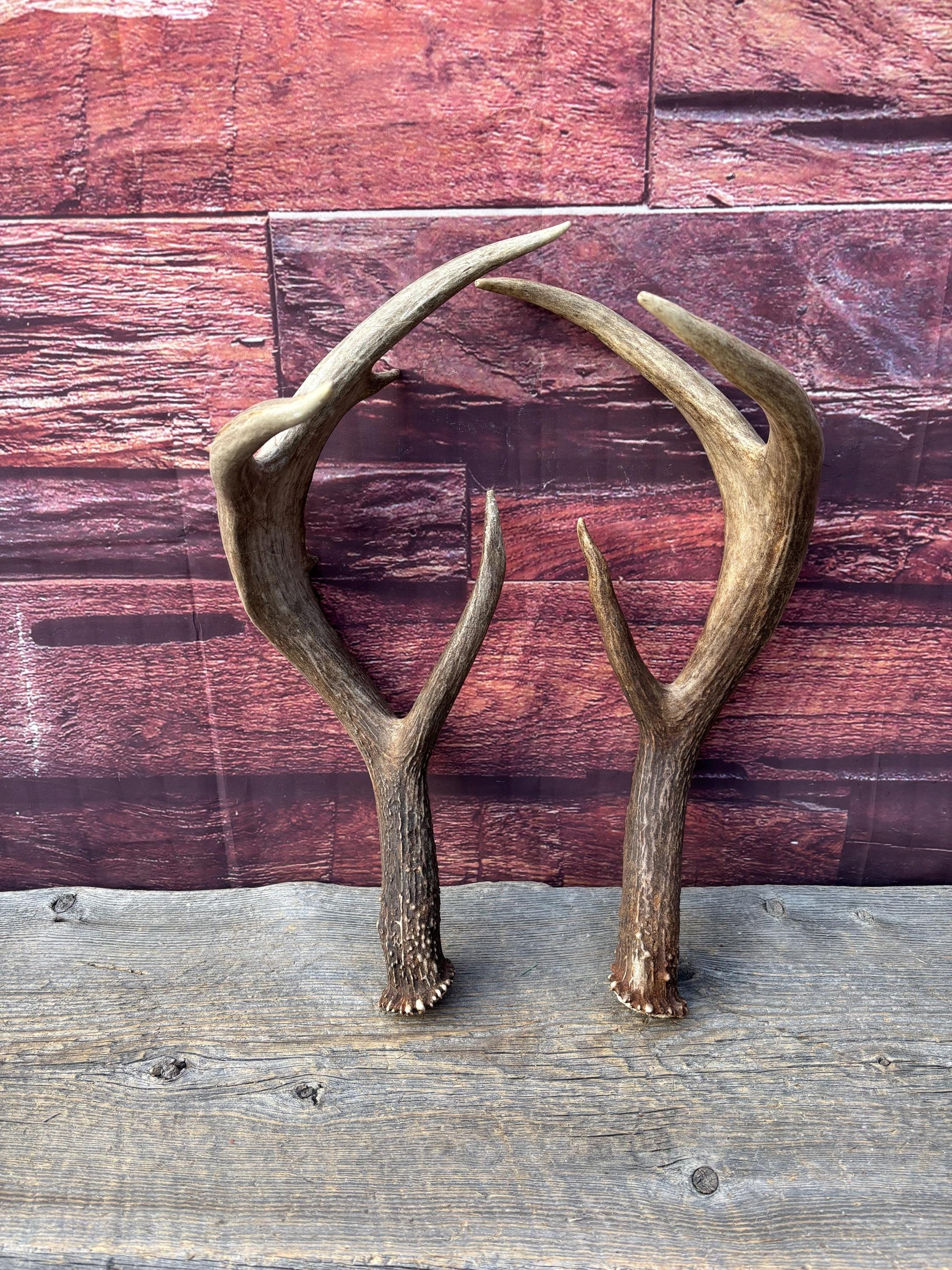 Albertan White-tailed Deer Antlers. Massive and Impressive Matching "high-horned" Set