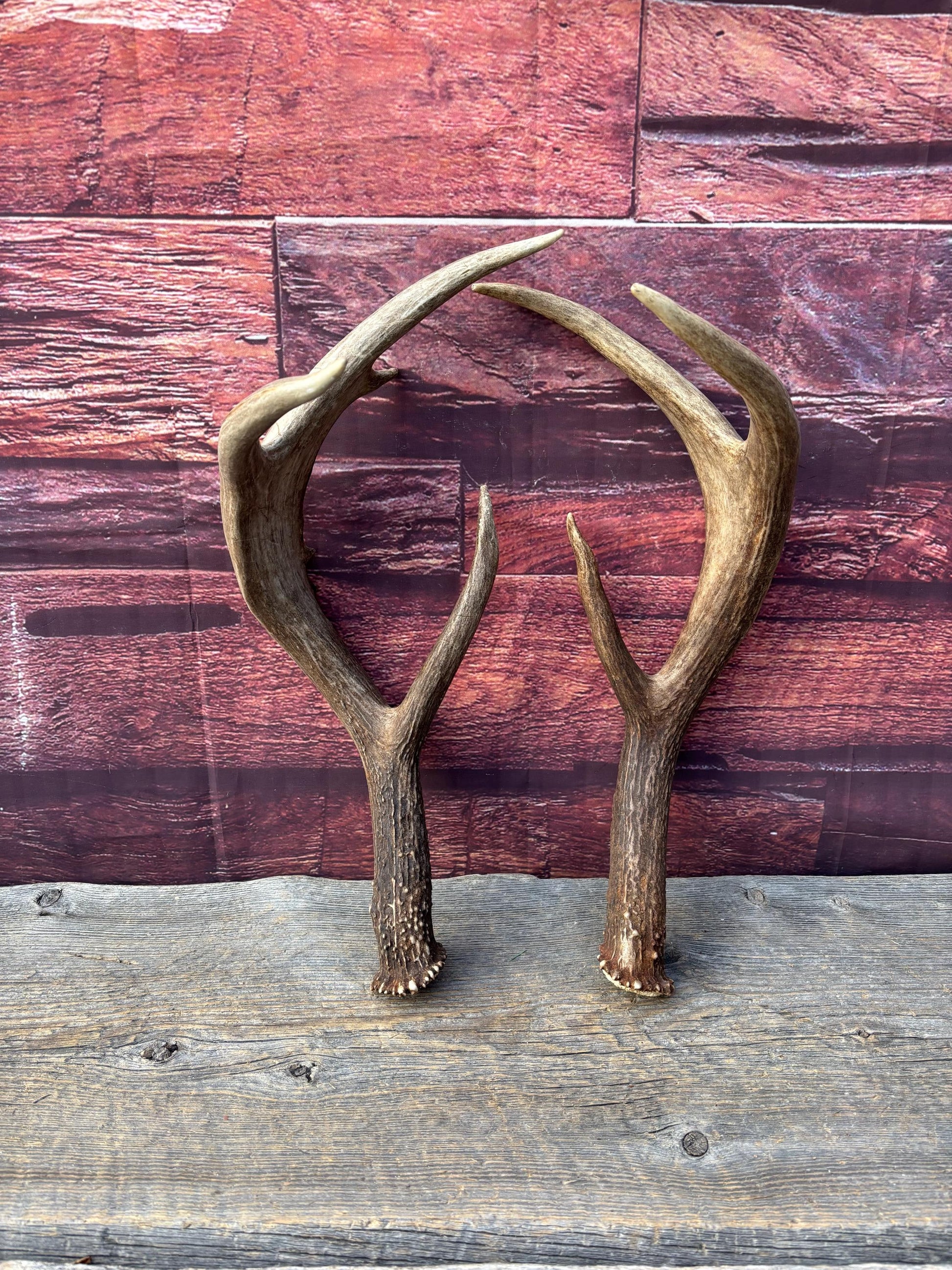 Albertan White-tailed Deer Antlers. Massive and Impressive Matching "high-horned" Set