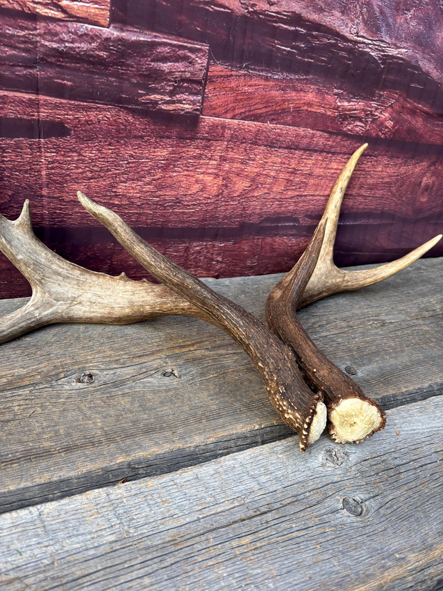 Albertan White-tailed Deer Antlers. Massive and Impressive Matching "high-horned" Set